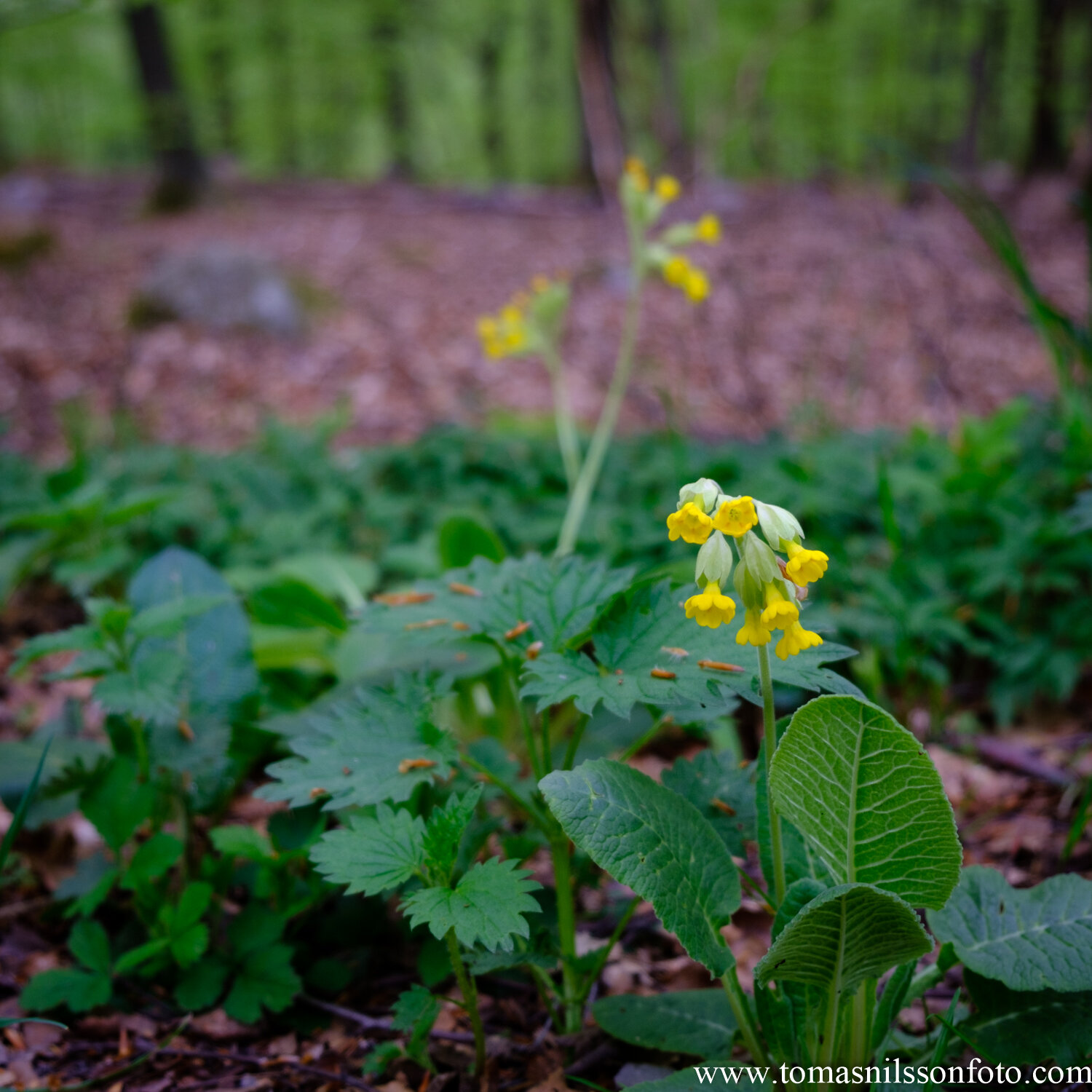 Day 130 - May 9: Primroses