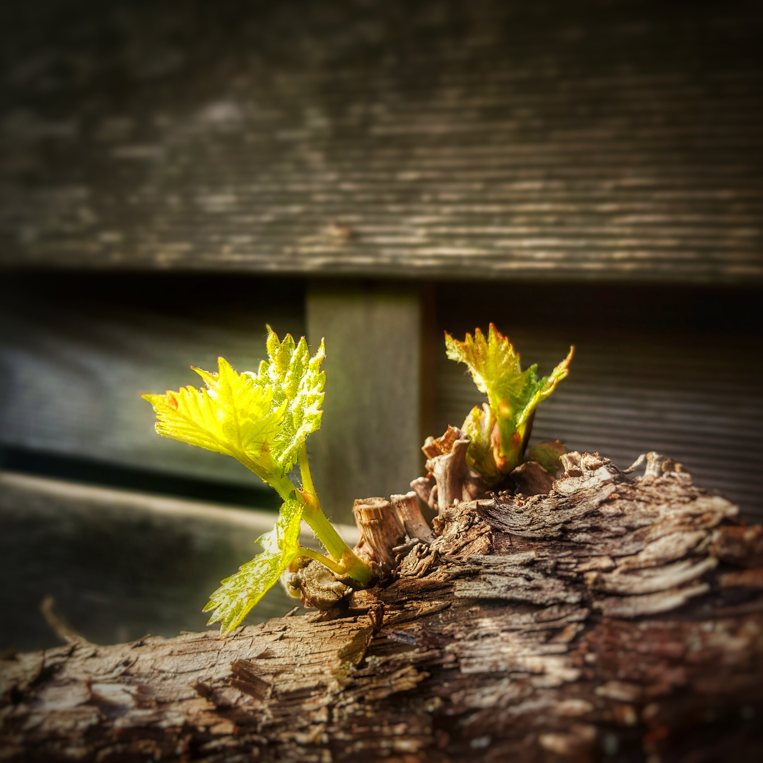 Day 134 - May 13: New vine