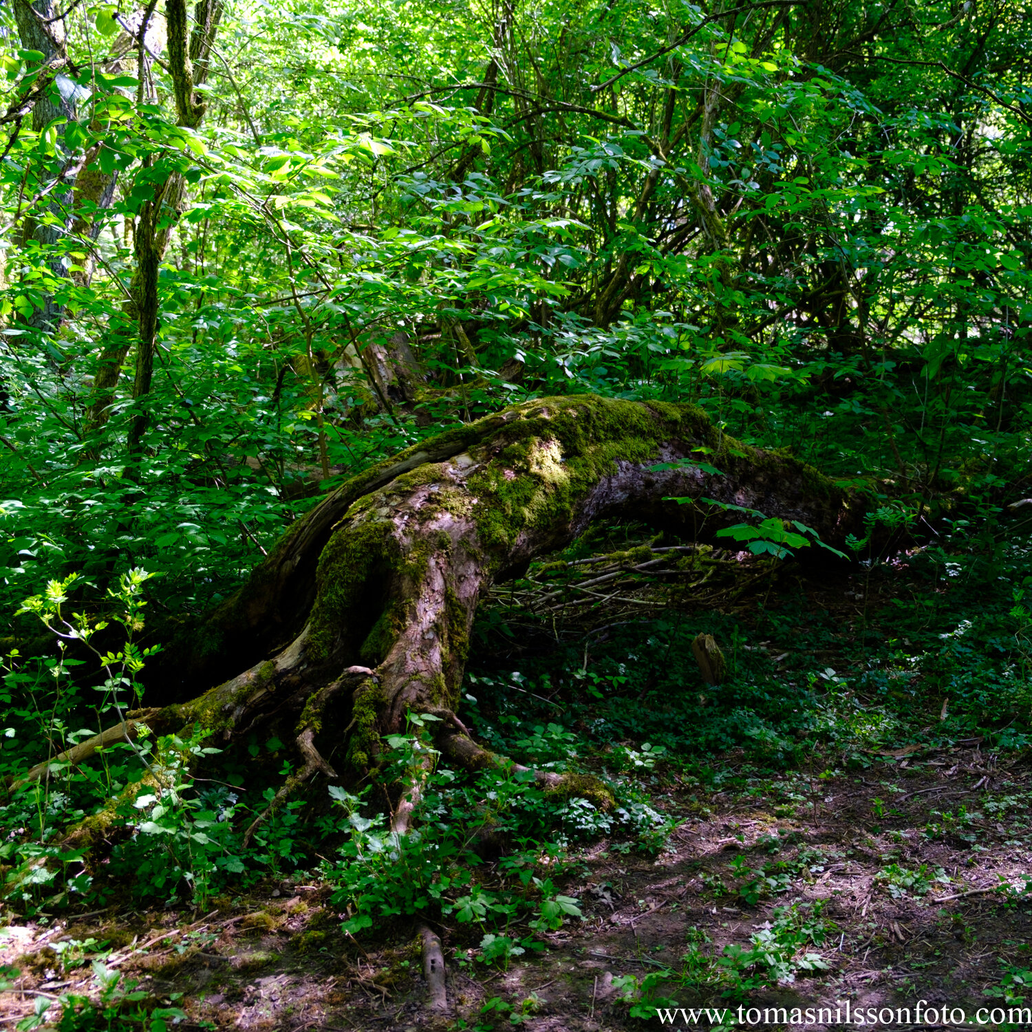 Day 137 - May 16: Tree Trunk