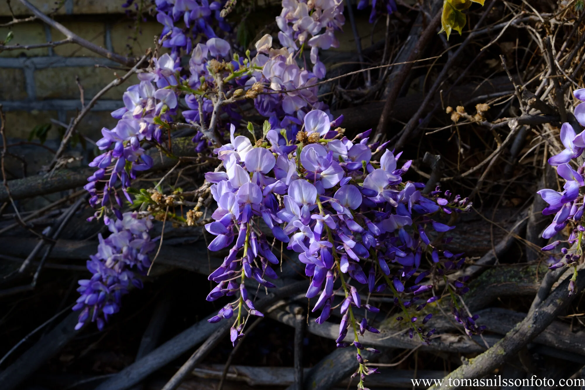 Vivid spring colors in pandemic times