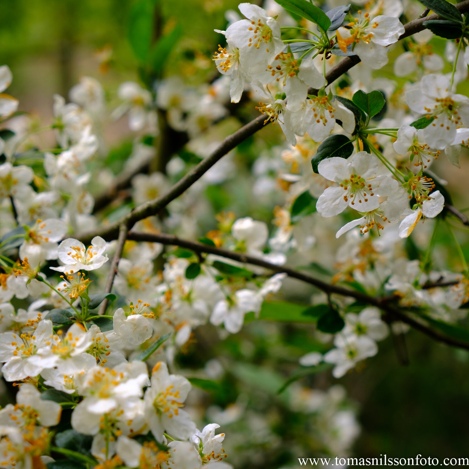 Day 152 - May 31: In Bloom