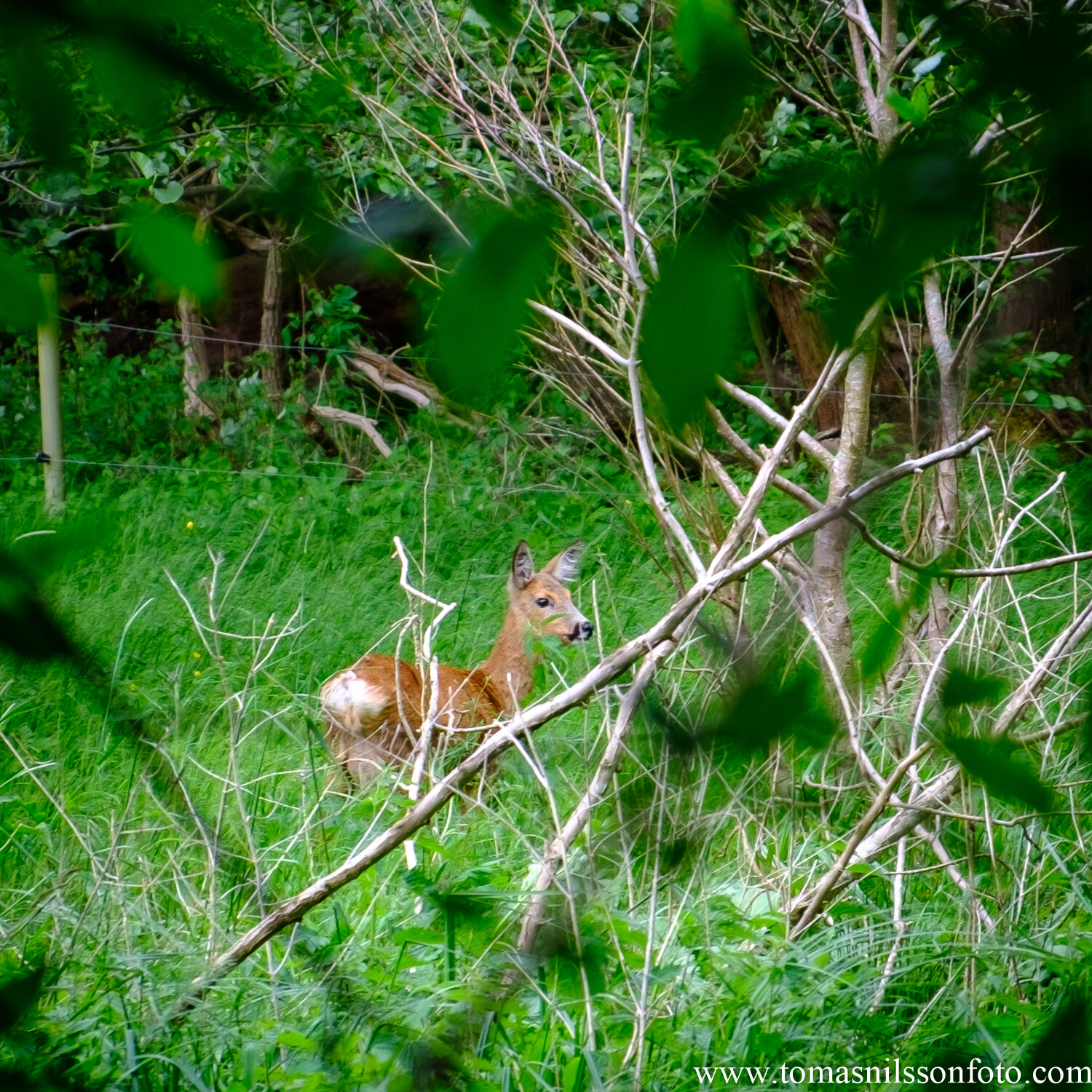 Day 155 - June 3: Fawn