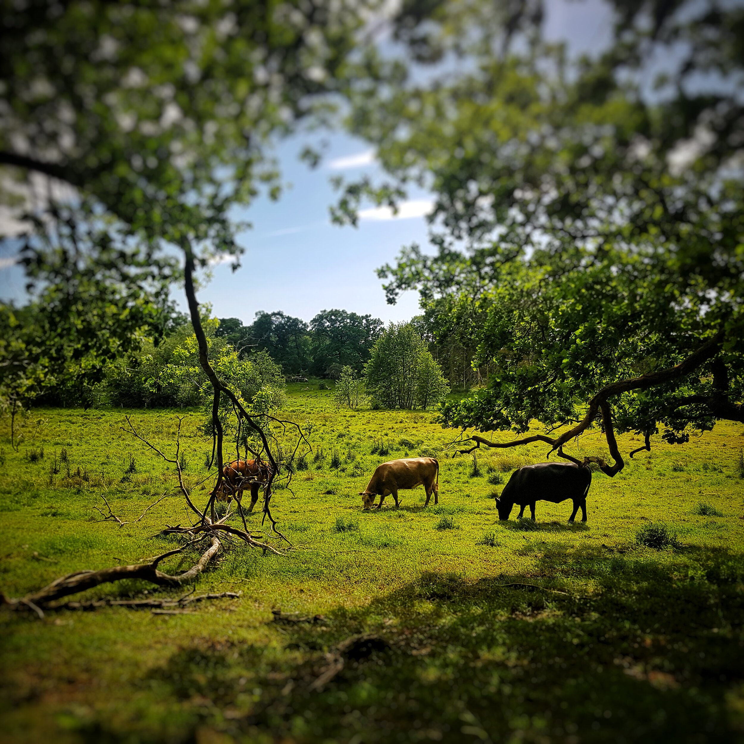 Day 156 - June 4: Fresh Grass