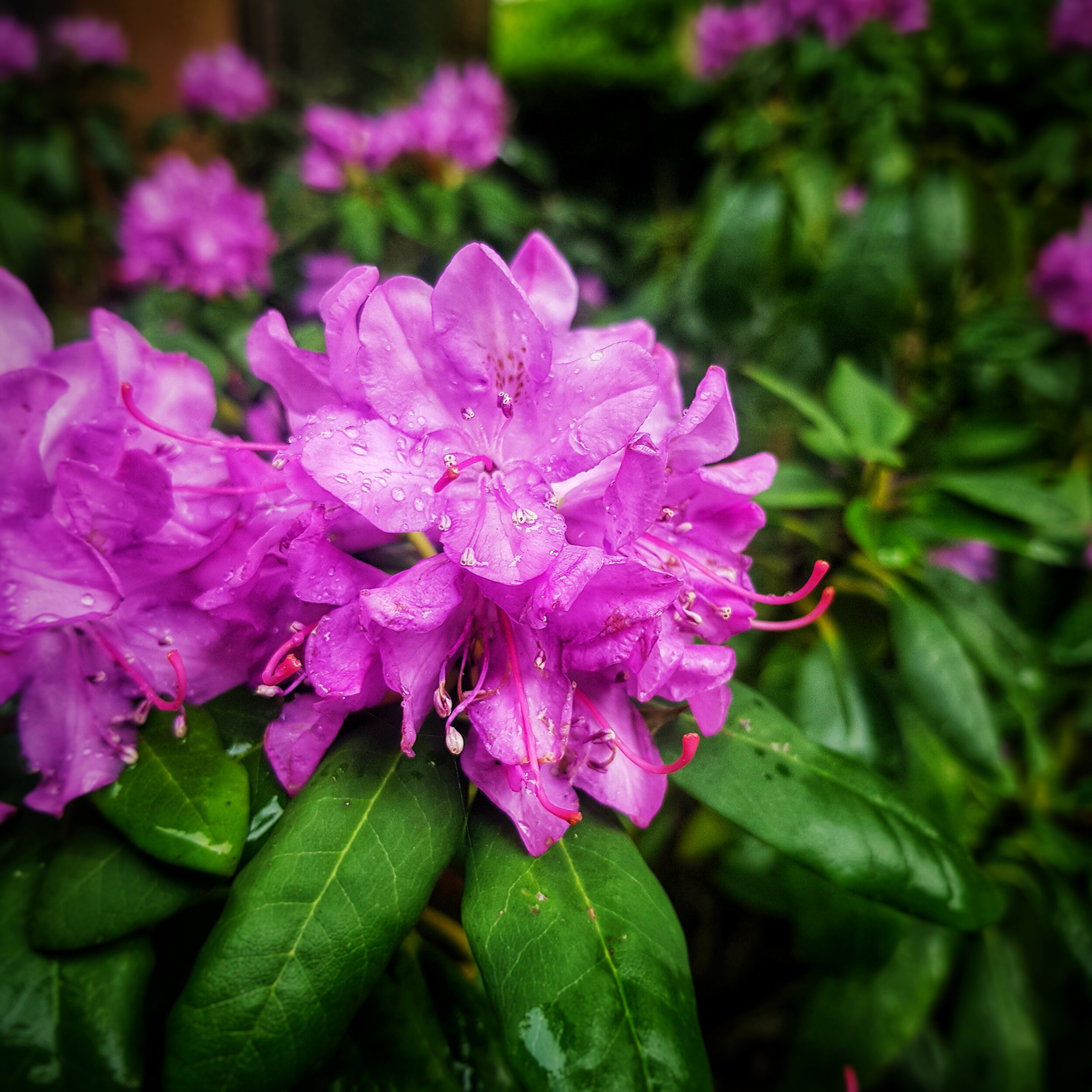 Day 164 - June 12: Rhododendron in the rain