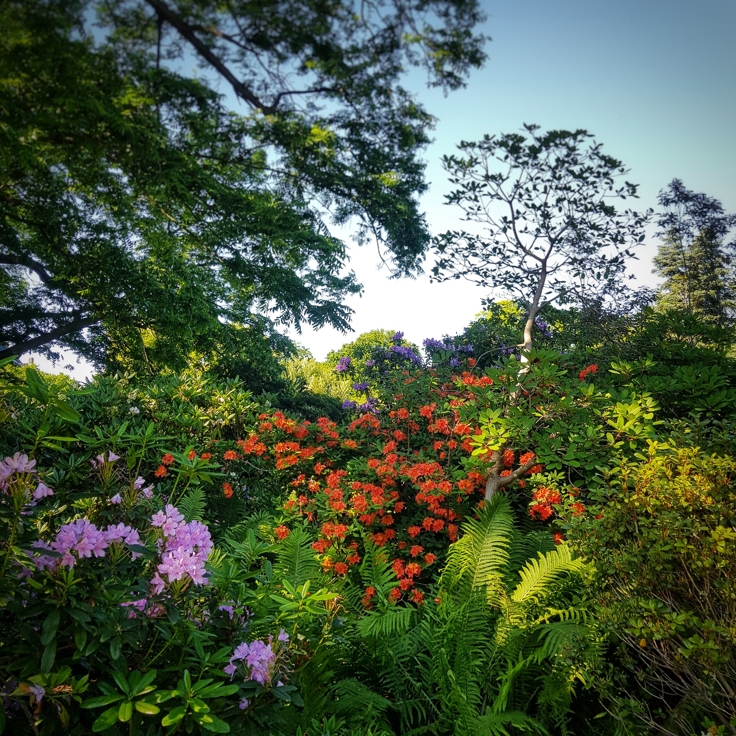 Day 167 - June 15: Floral Abundance