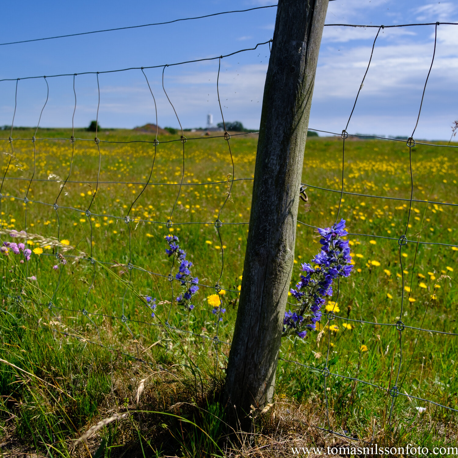 Day 171 - June 19: Summer Meadow