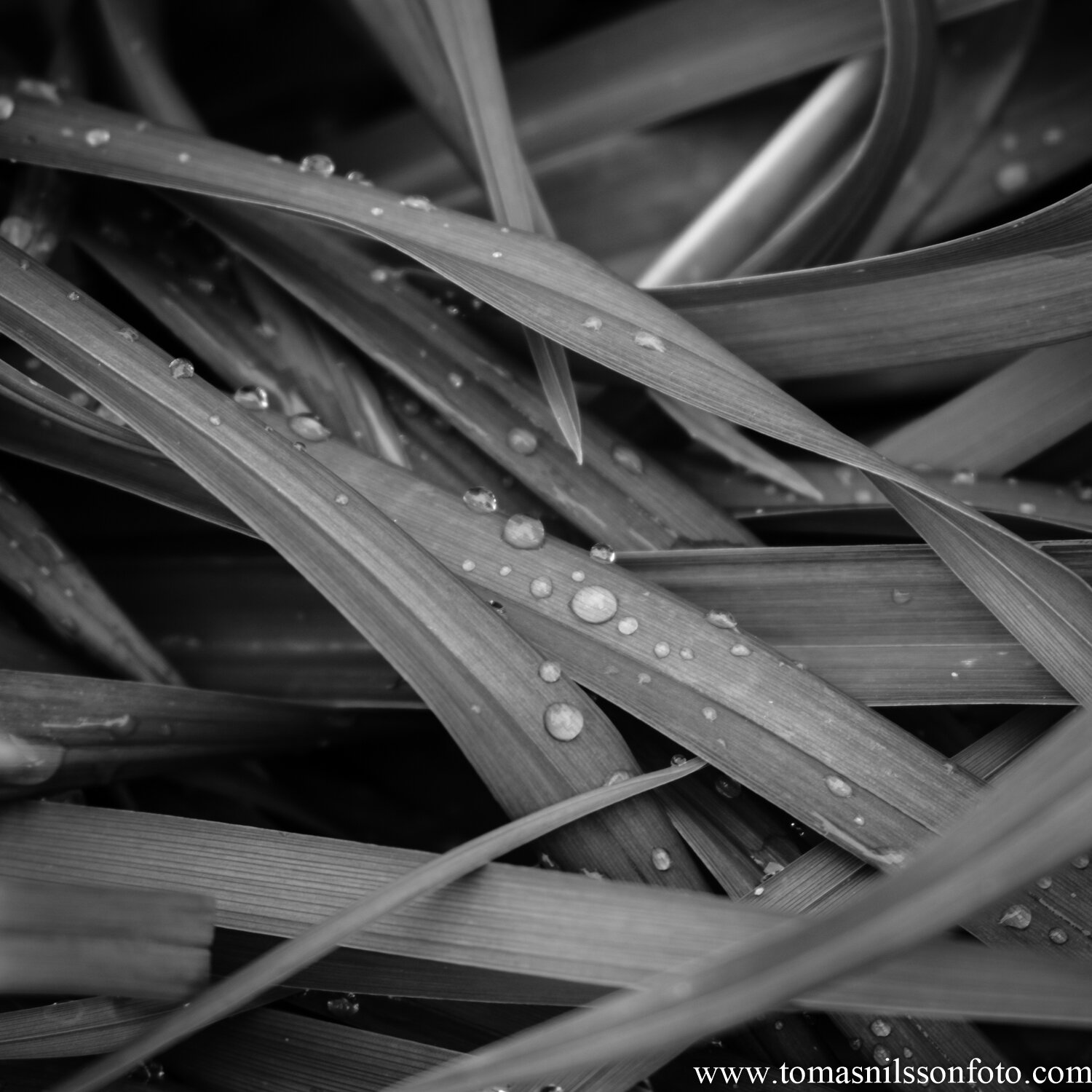 Day 172 - June 20: After the rain