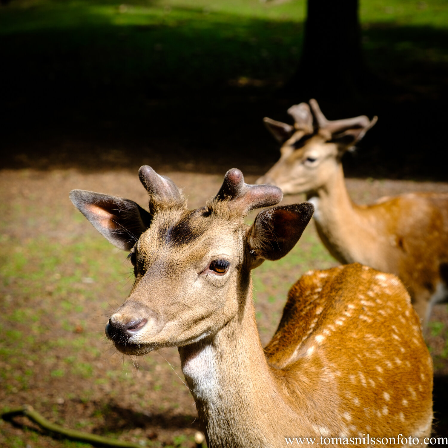 Day 175 - June 23: He's right behind me, isn't he?