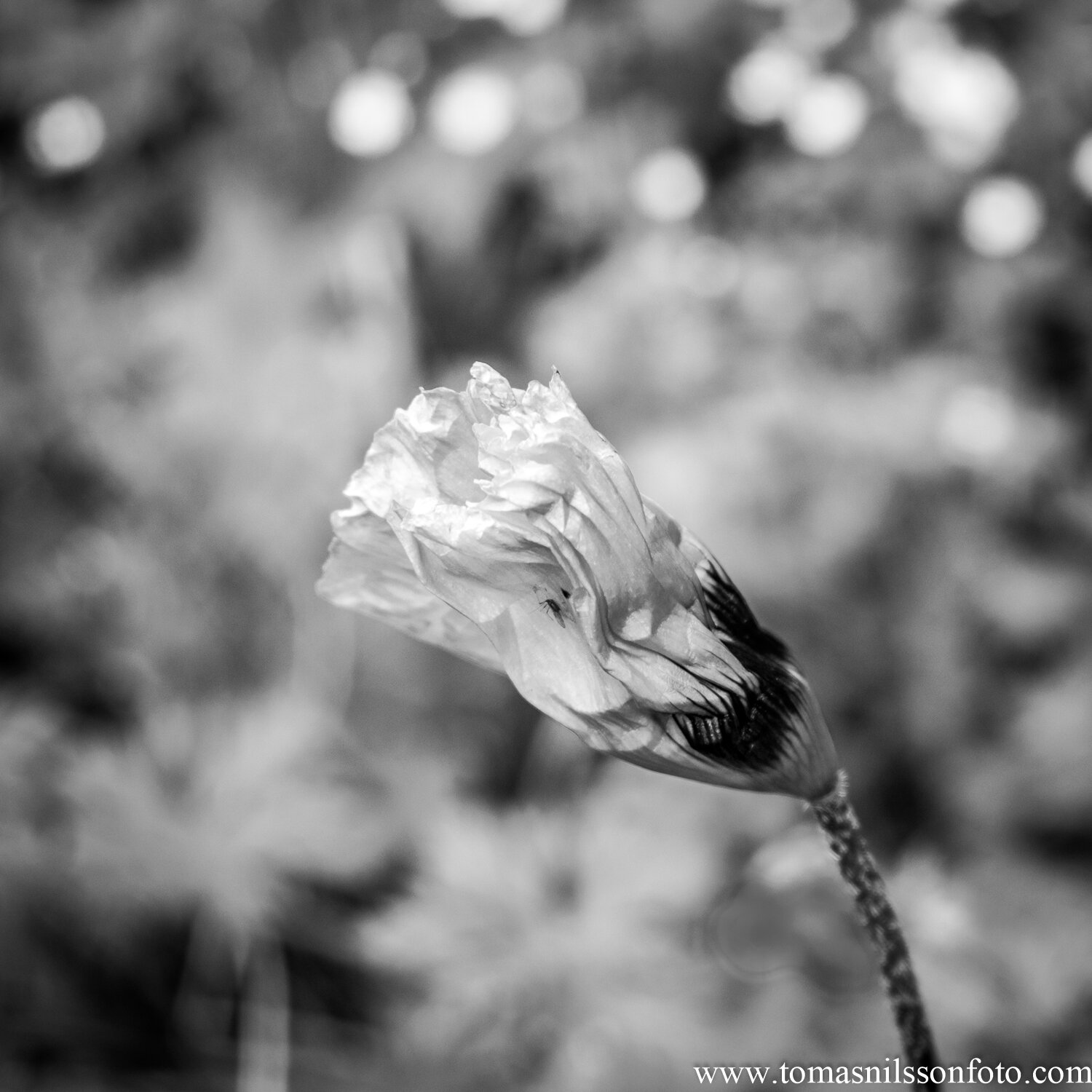 Day 177 - June 25: Poppy