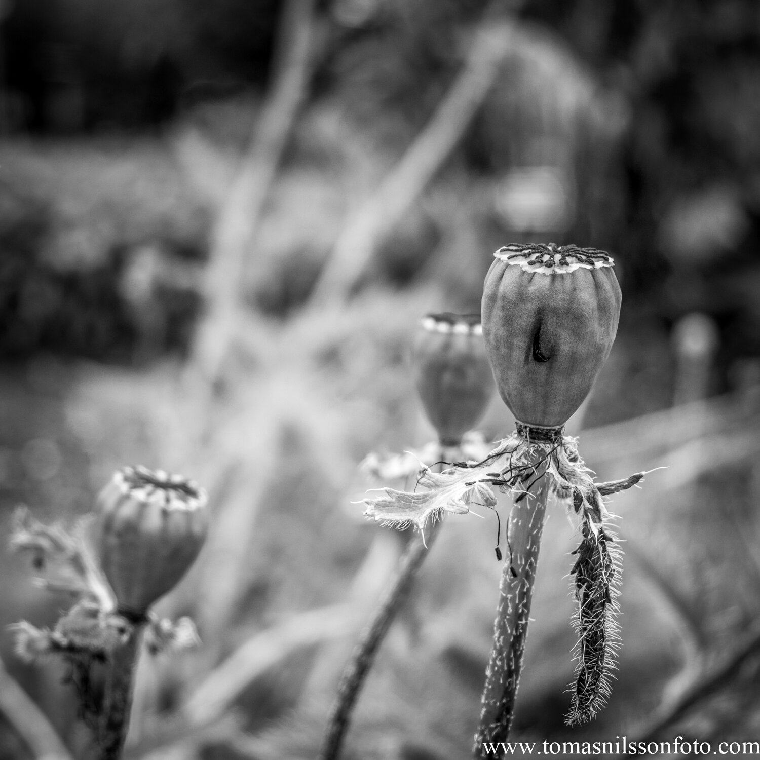 Day 181 - June 29: Poppies