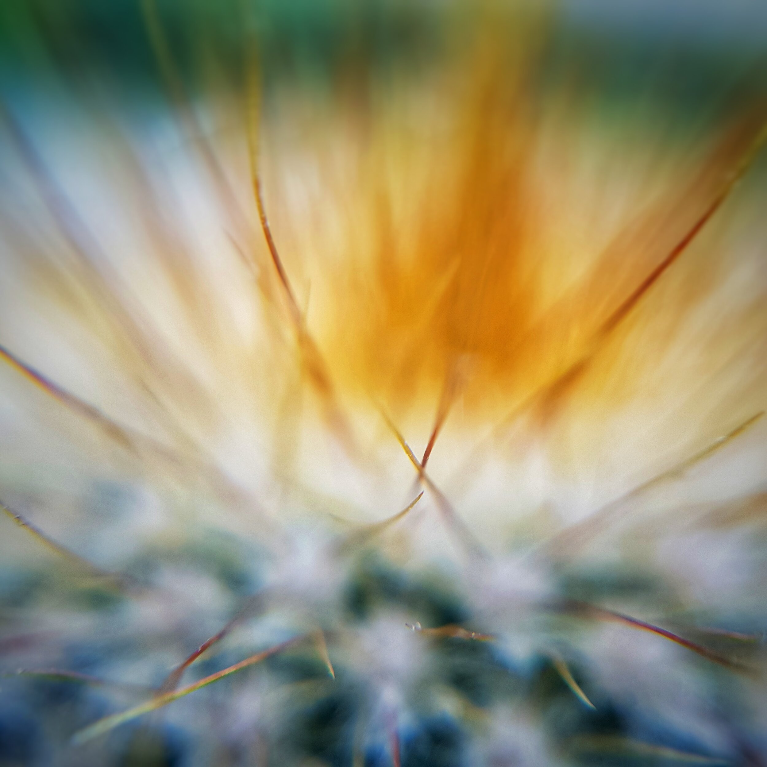 Day 186 - July 4: Experiment in macro: Cactus