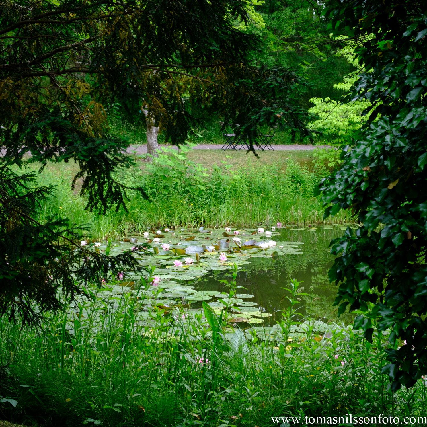 Day 189 - July 7: Water Lily Pond