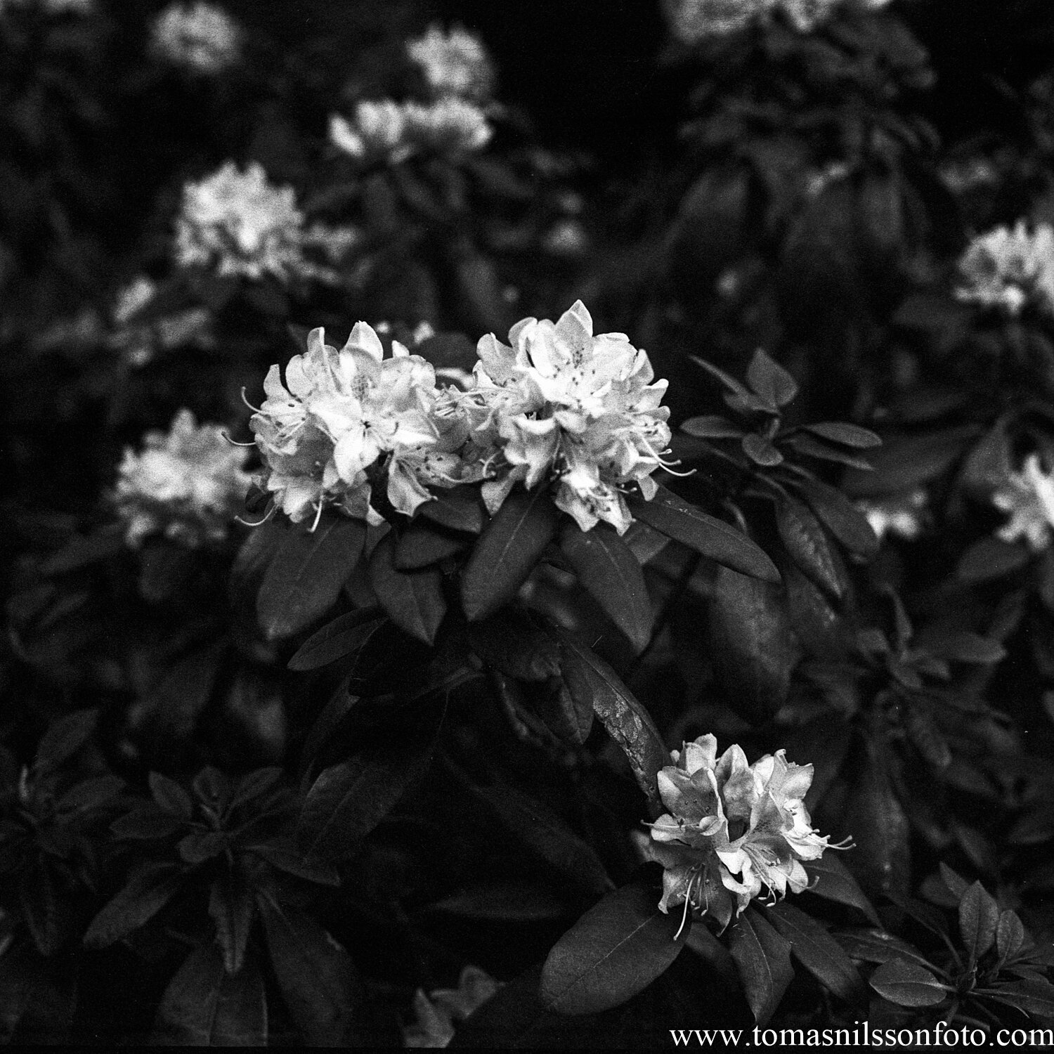 Day 198 - July 16: Rhododendrons