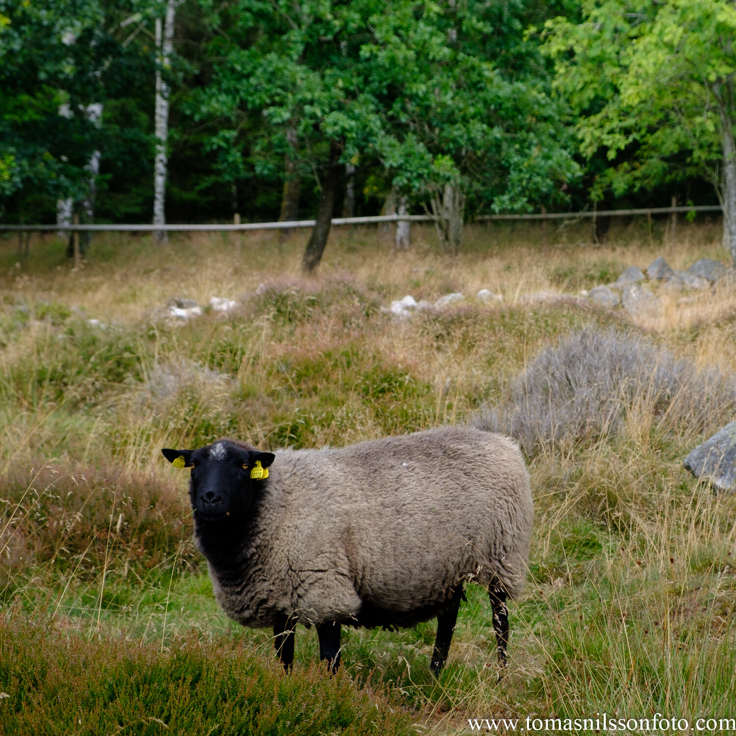 Day 209 - July 27: The Black Sheep...of the Family?