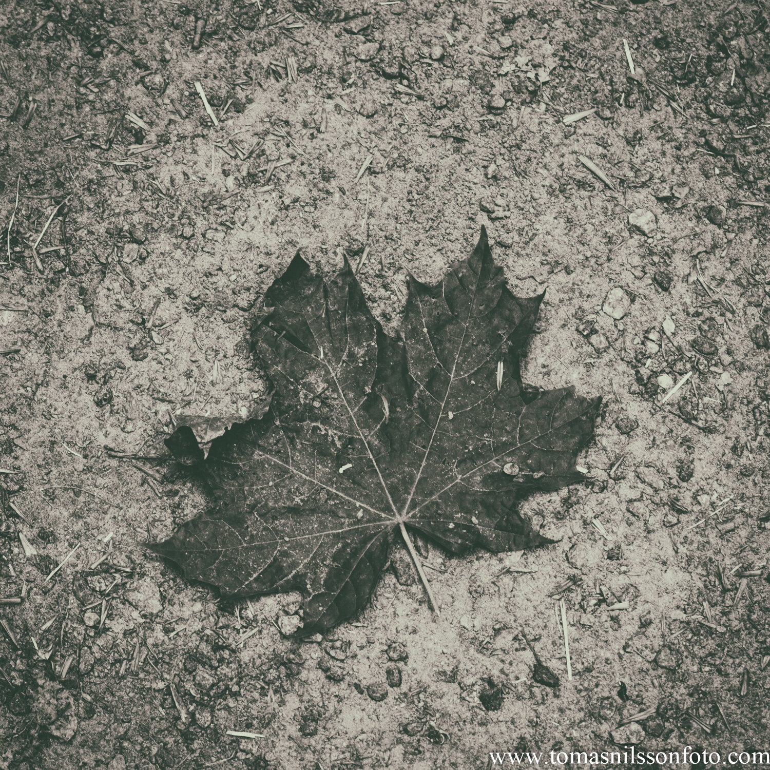 Day 215 - August 2: Fallen Leaf