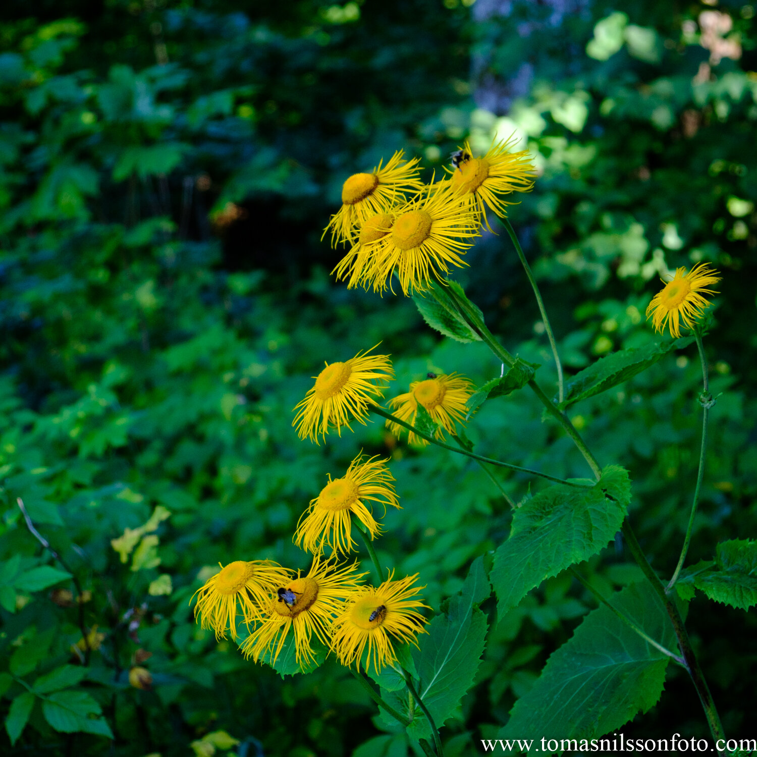 Day 223 - August 10: Yellow