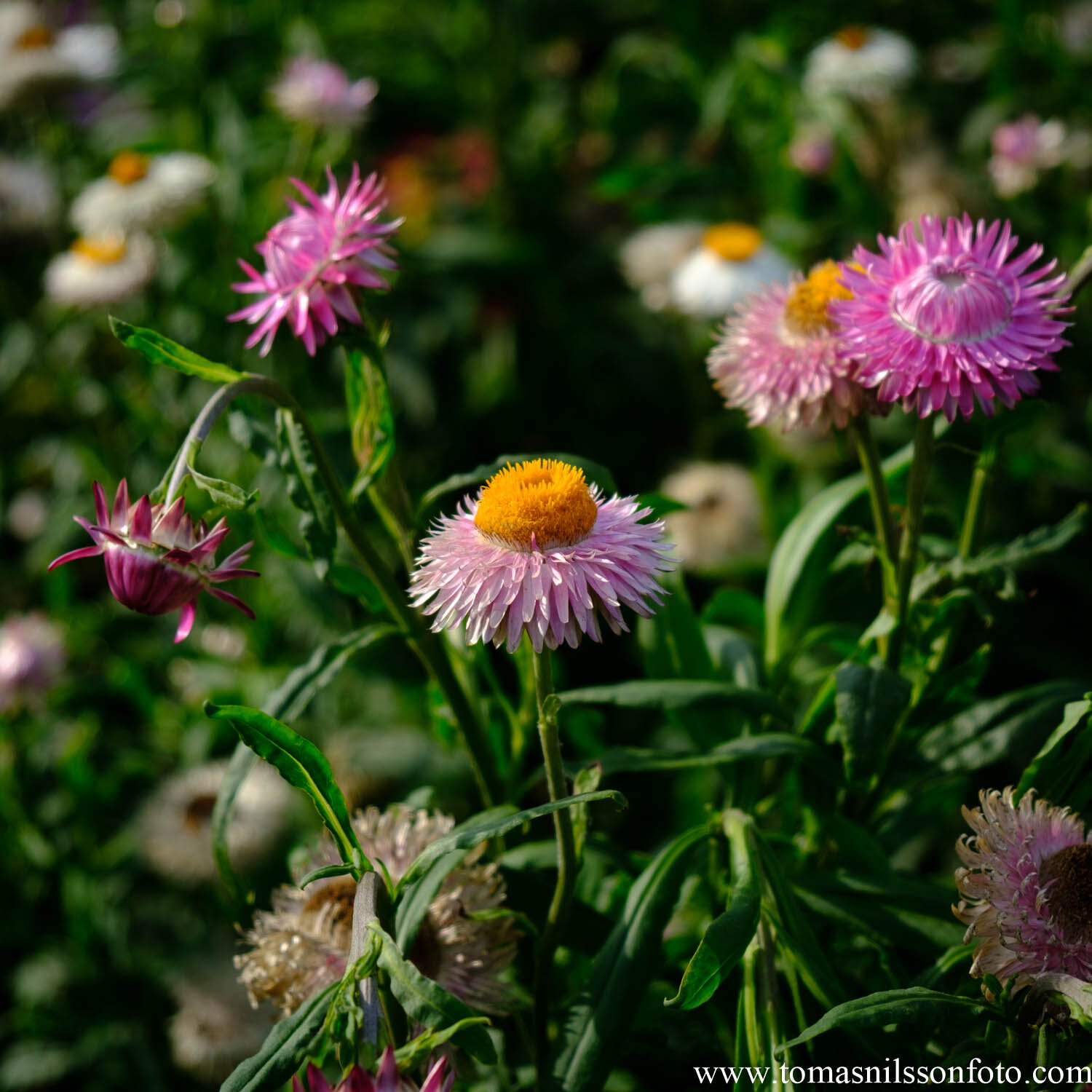 Day 251 - September 7: Summer Meadow