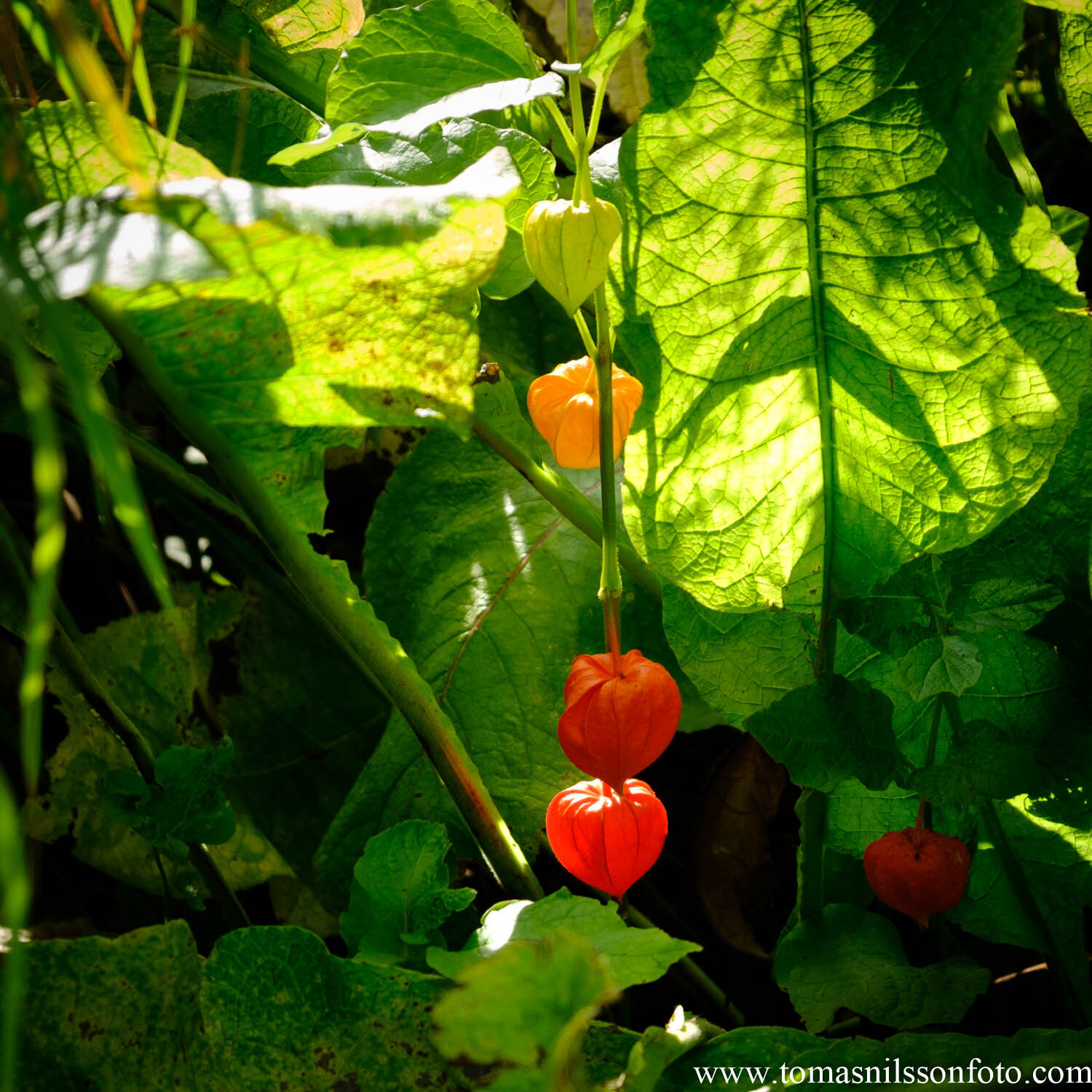 Day 252 - September 8: Physalis