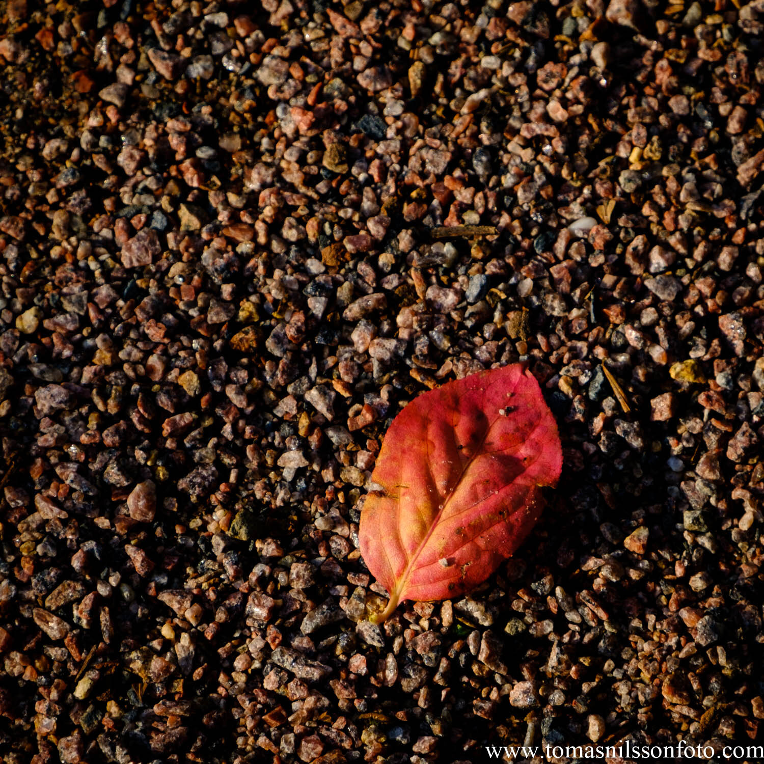Day 279 - October 5: Red Leaf