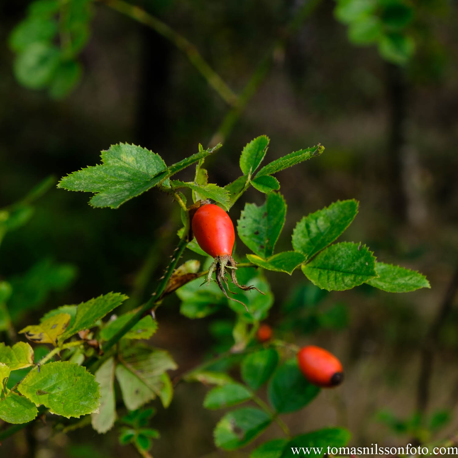 Day 292 - October 18: Fruits of the dog rose