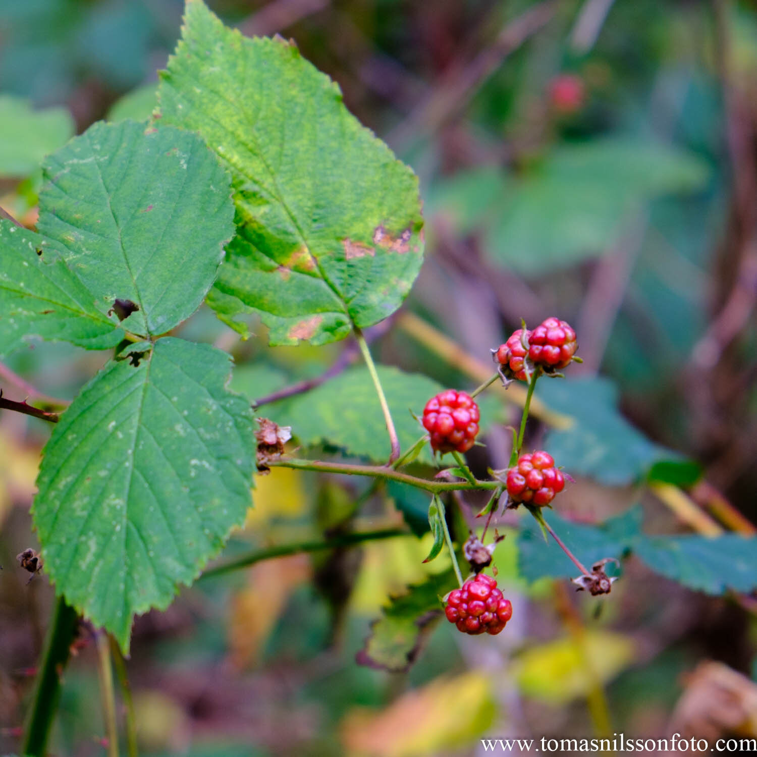 Day 294 - October 20: Blackberries