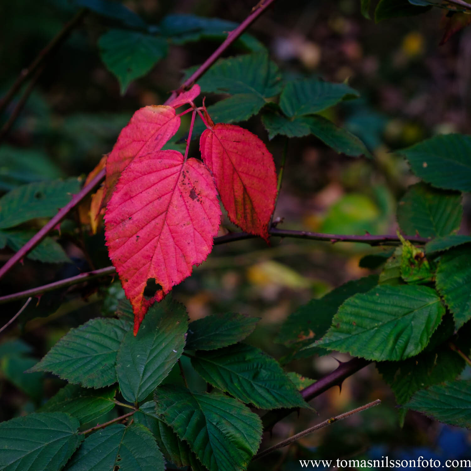 Day 295 - October 21: Red & Green
