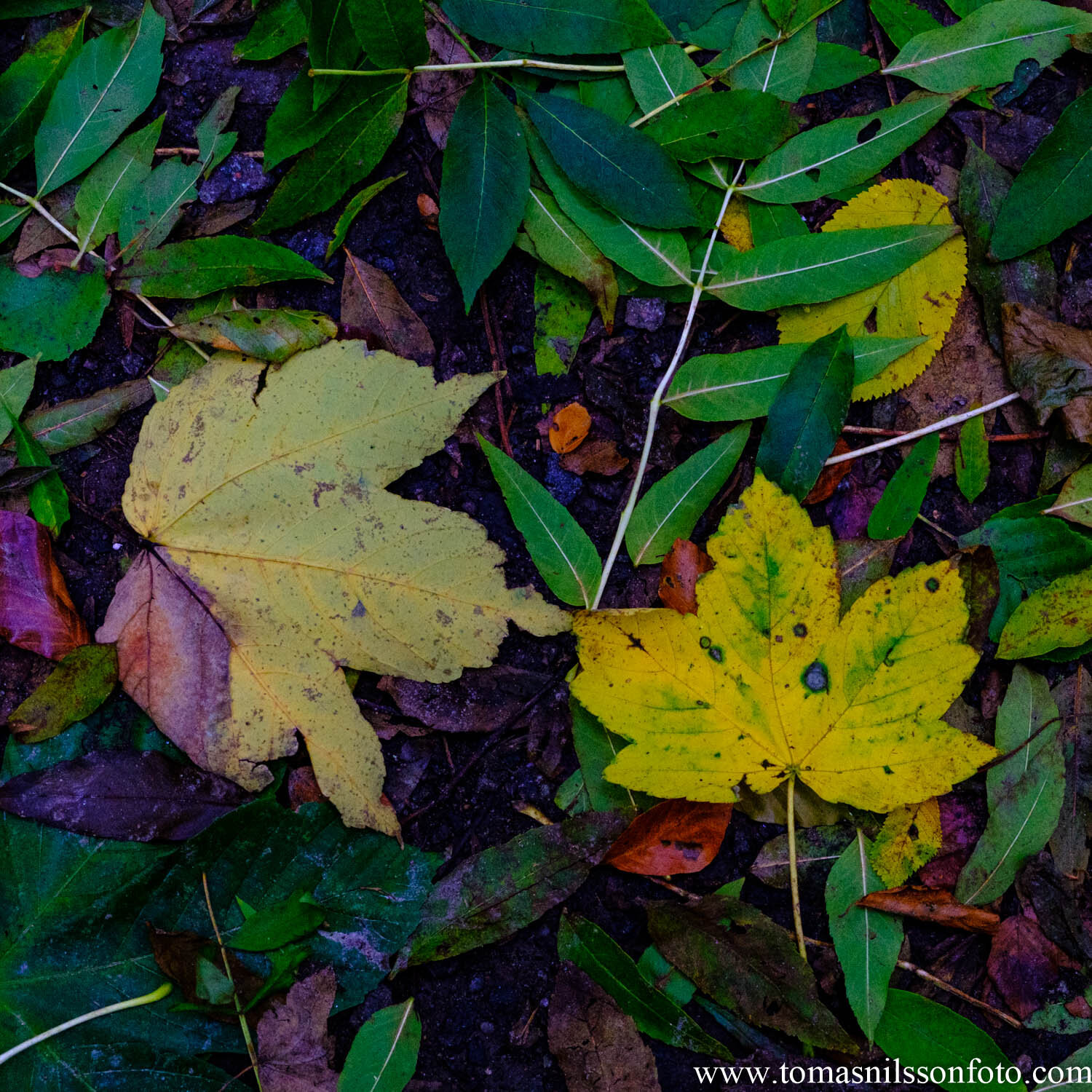 Day 298 - October 24: Old Leaves