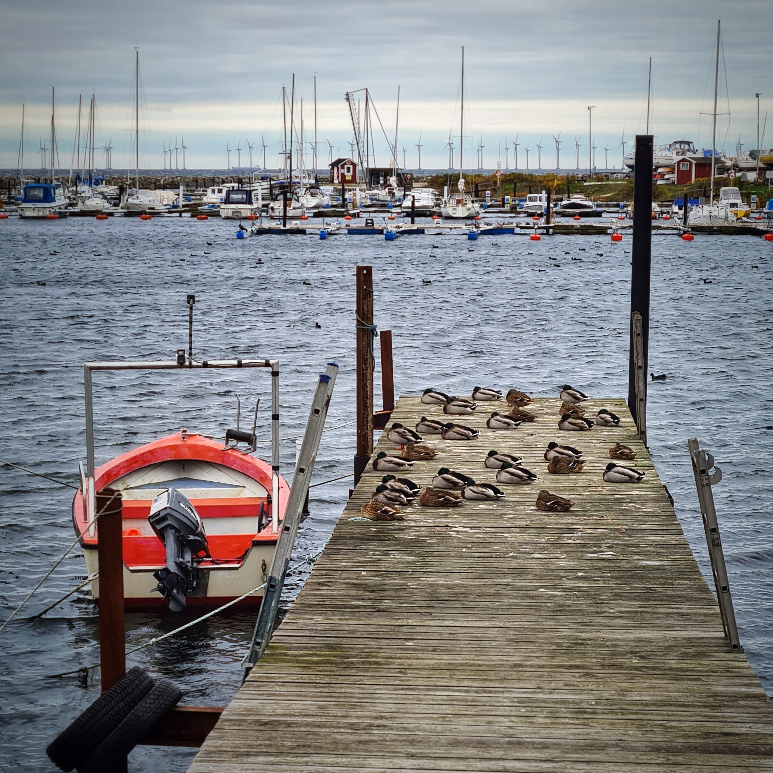 Day 299 - October 25: Duck Dock