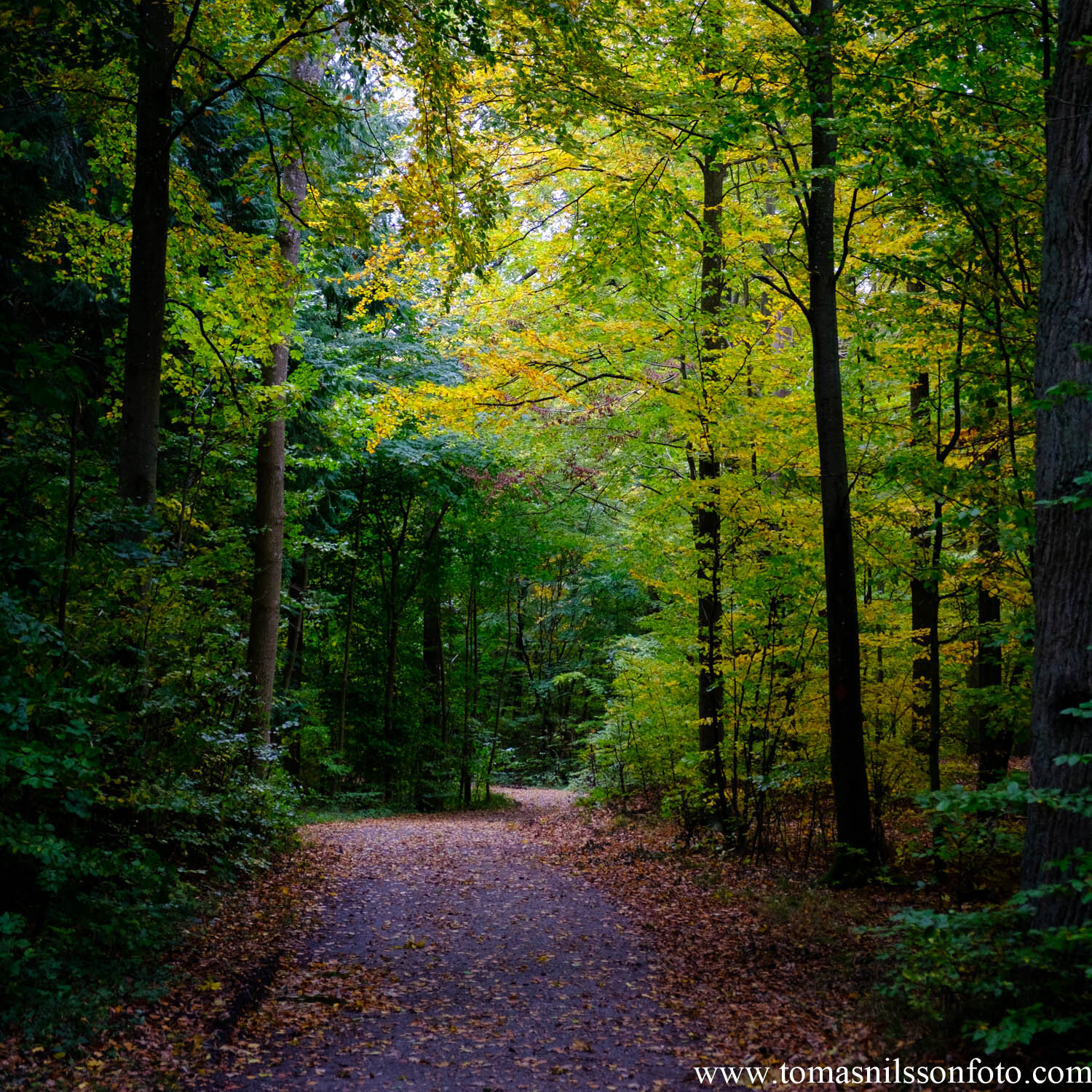 Day 301 - October 27: Forest Tunnel