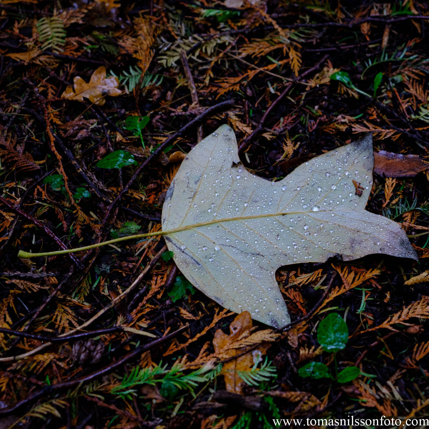 Day 314 - November 9: Fallen Leaf