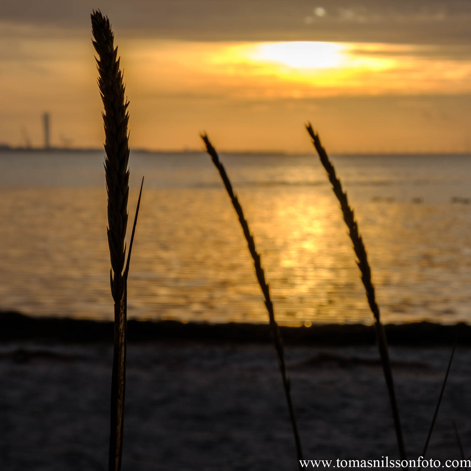 Day 322 - November 17: Beach Grass