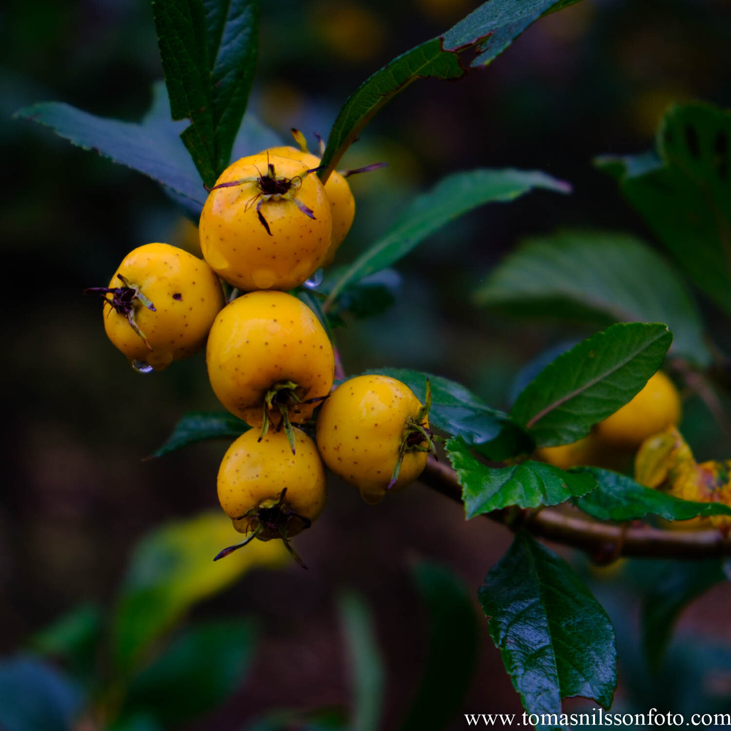  Day 324 - November 19: Fruit Season