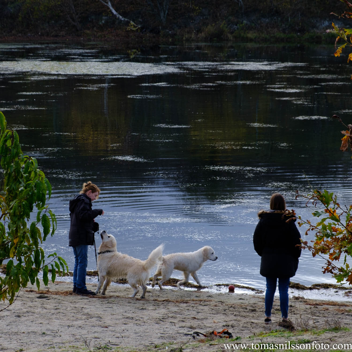  Day 325 - November 20: Throw the ball again, please!