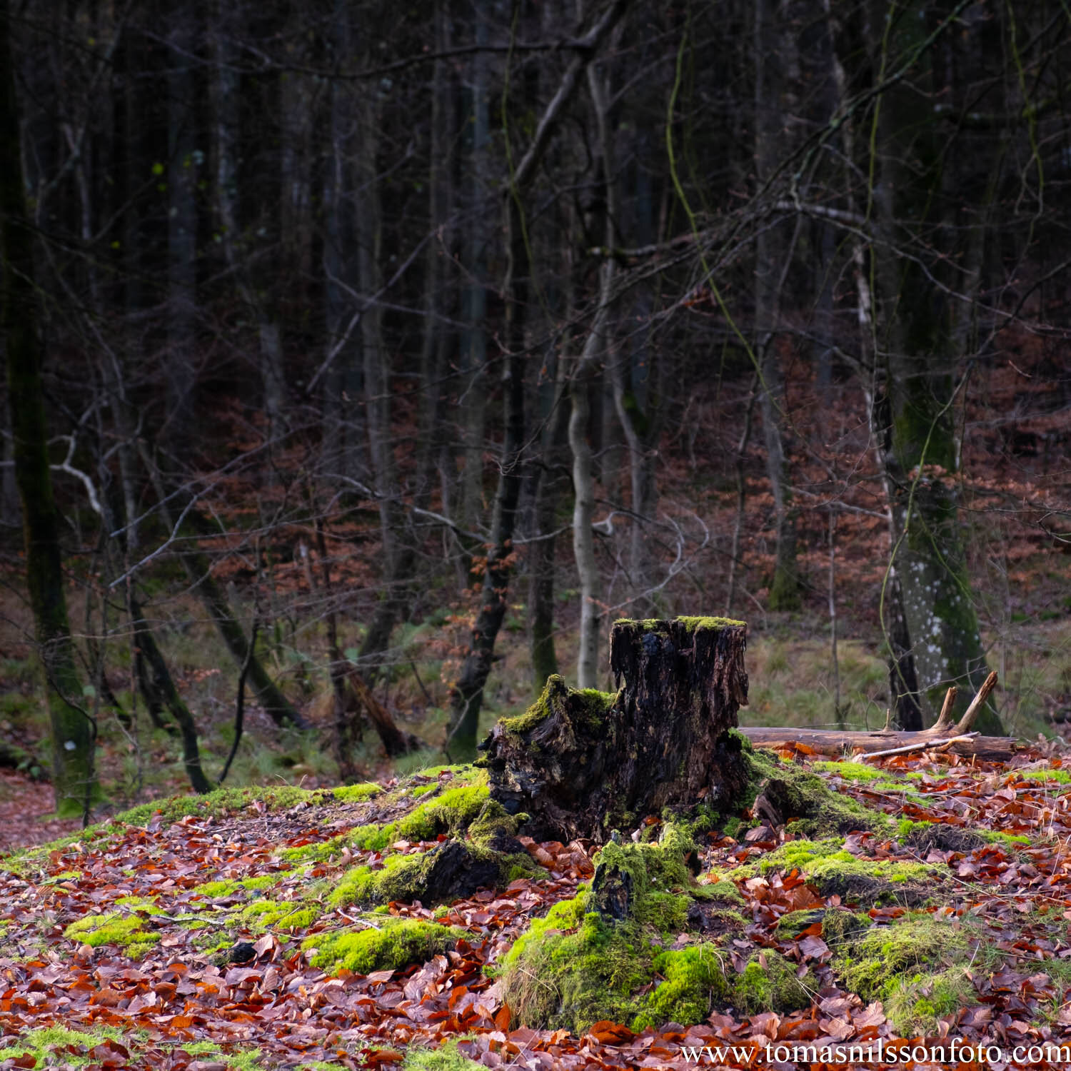  Day 337 - December 2: Stump