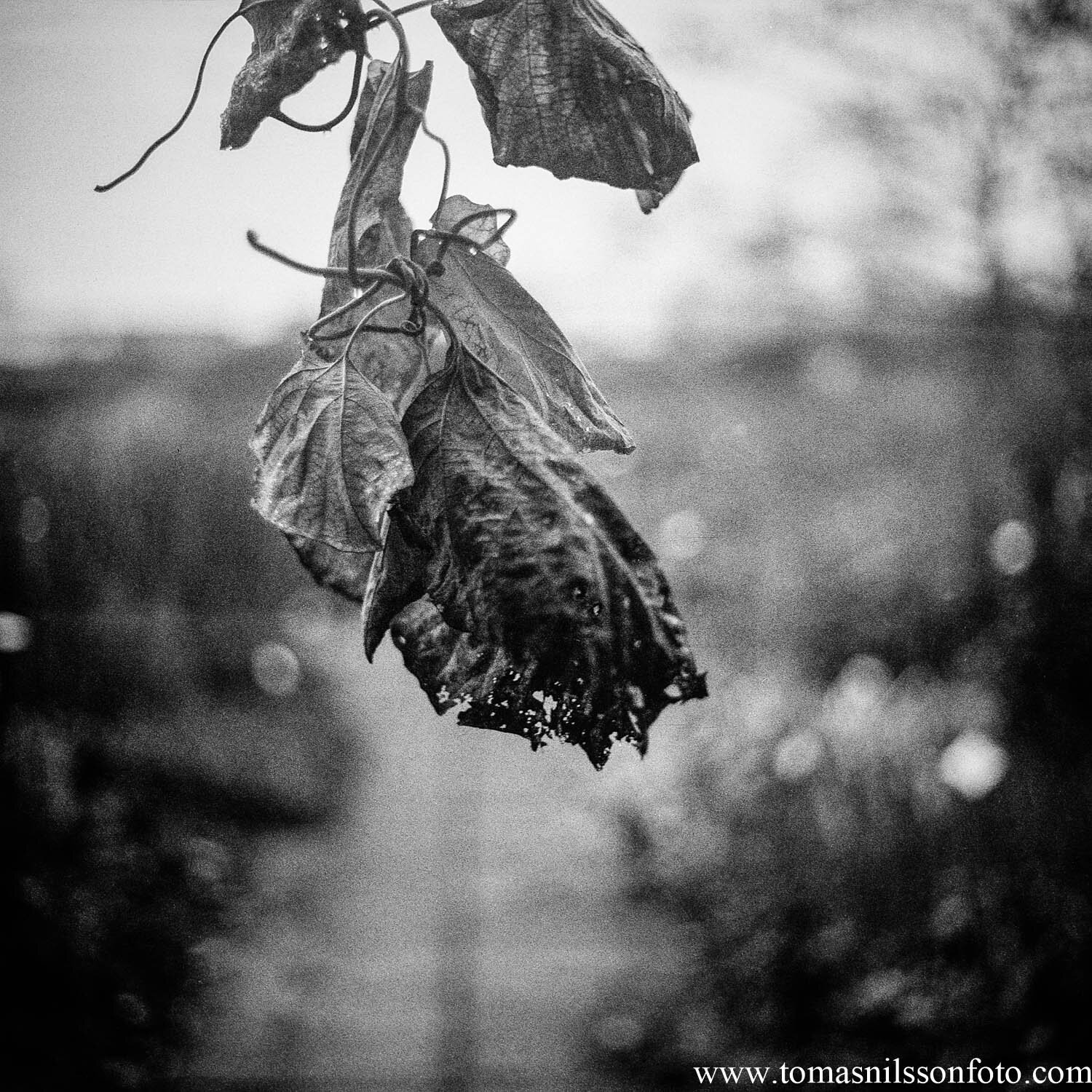 Day 343 - December 8: Old Vine