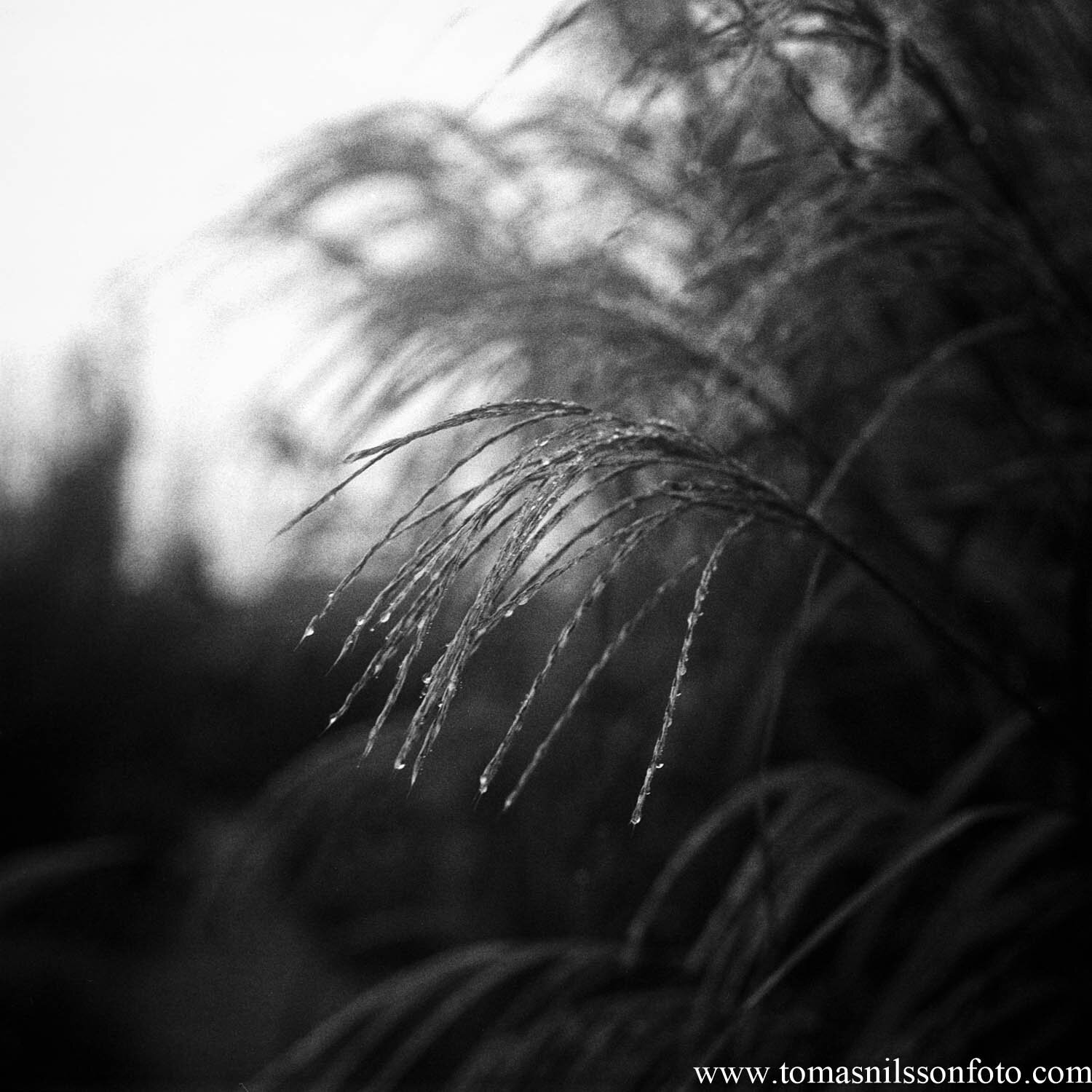 Day 342 - December 7: Wet Grass