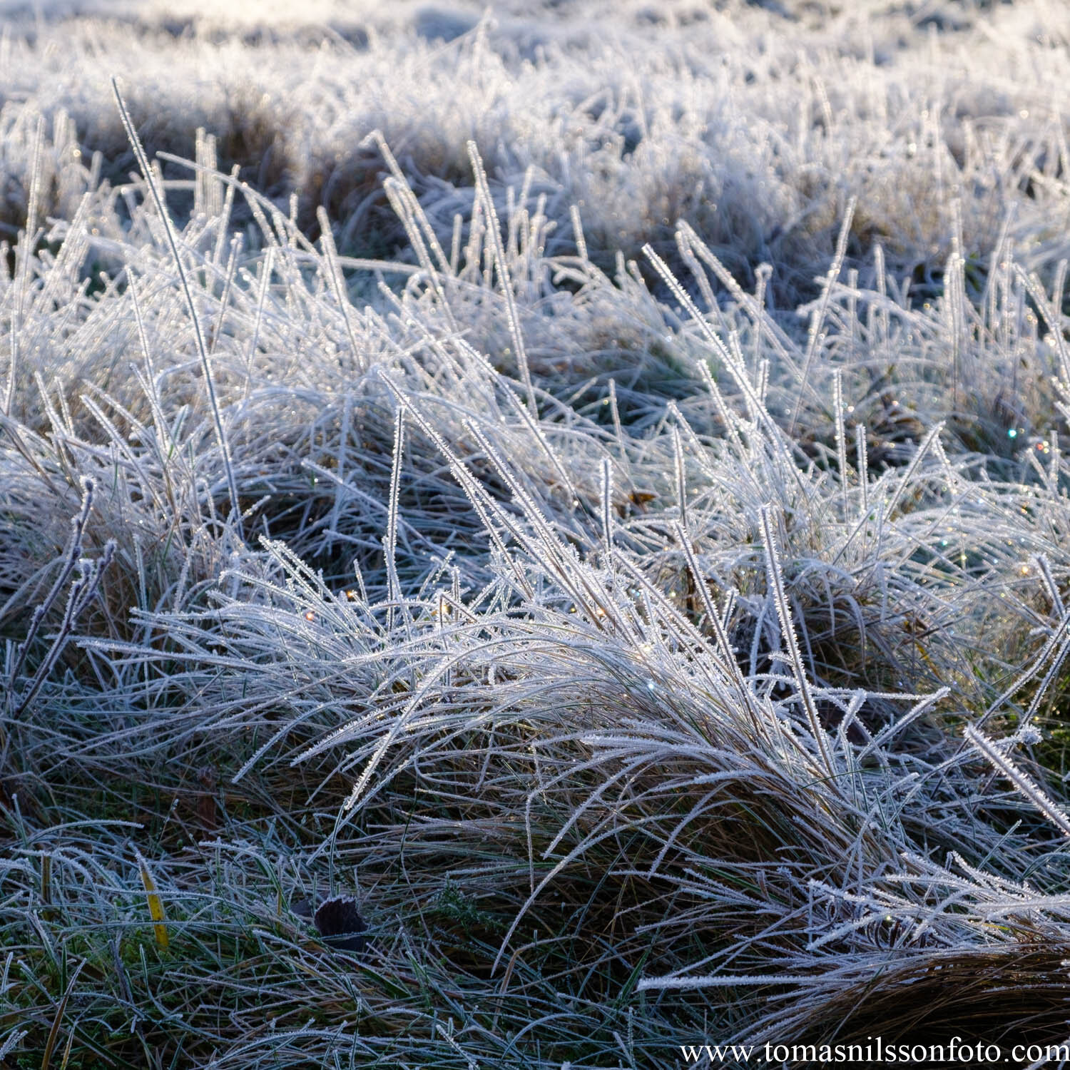 Day 361 - December 26: Frozen Sunshine