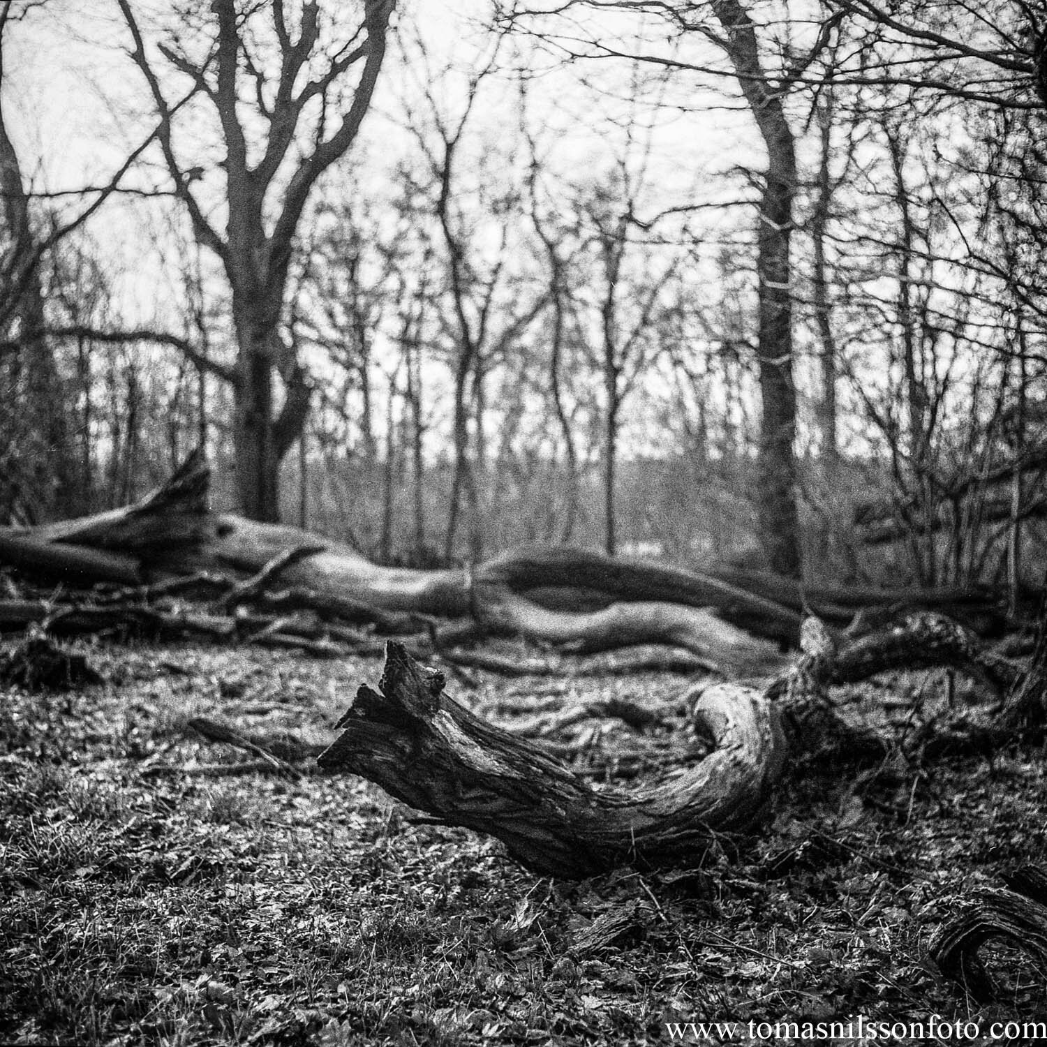 Day 12 - January 12: Woodland