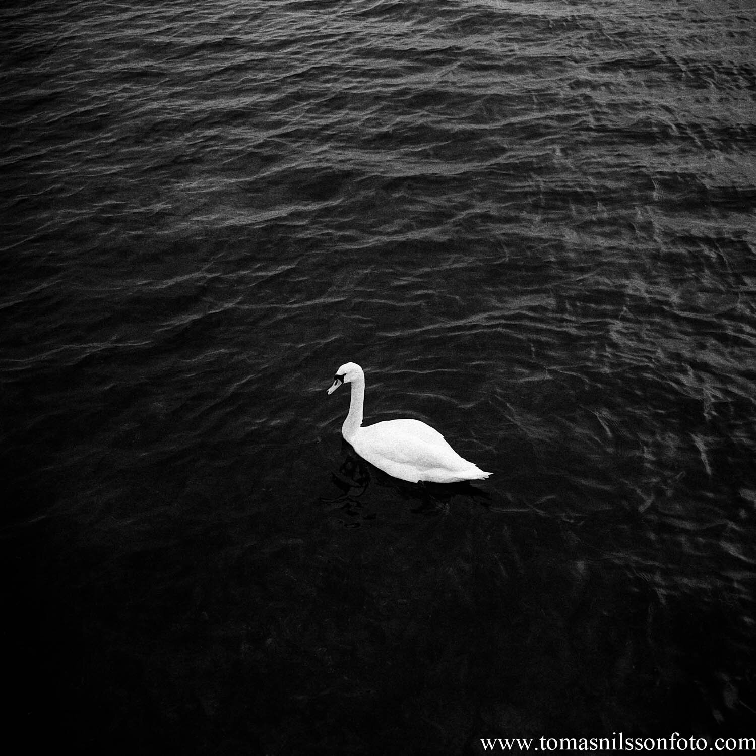 Day 13 - January 13: White Swan, Black Sea