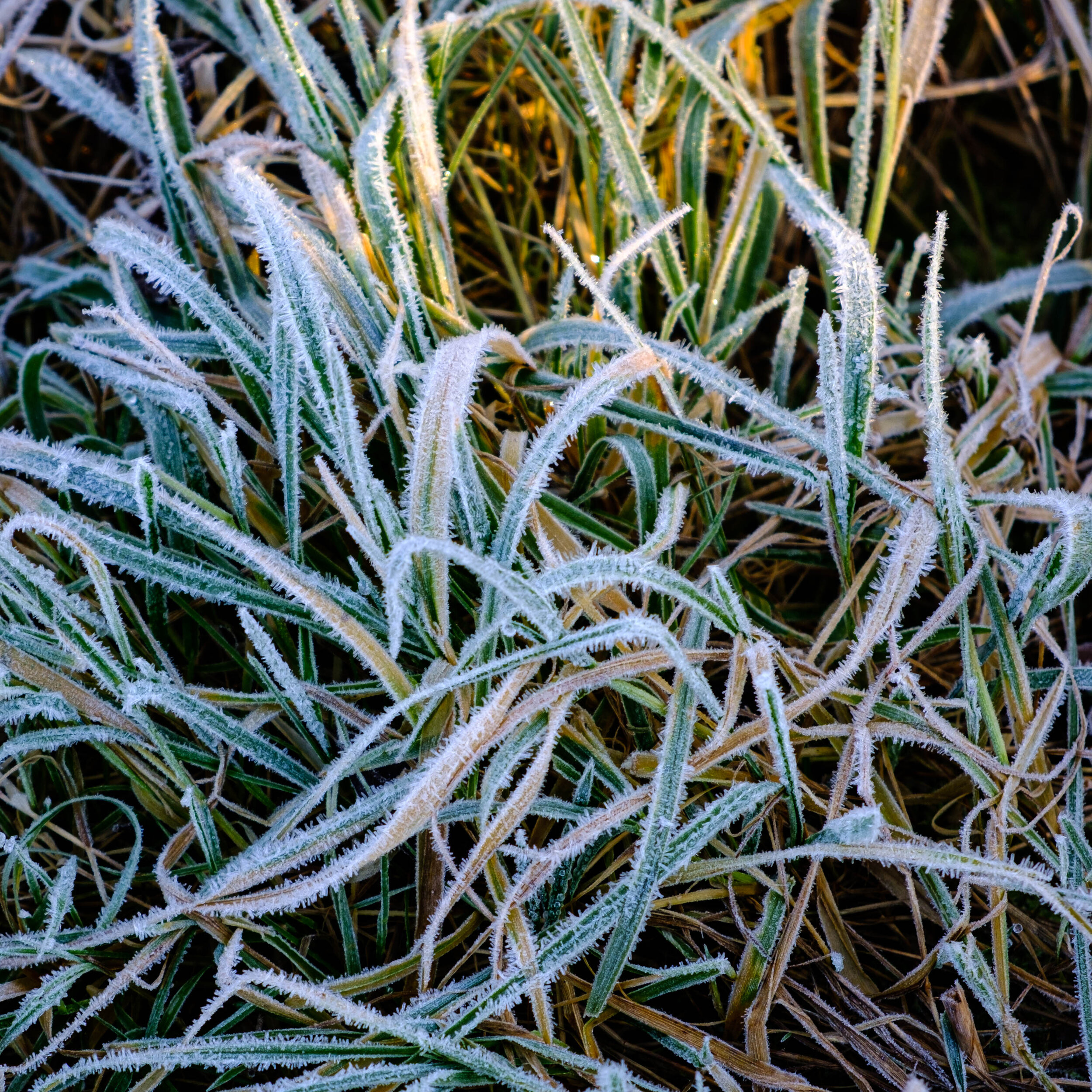 Day 15 - January 15: Frozen Morning