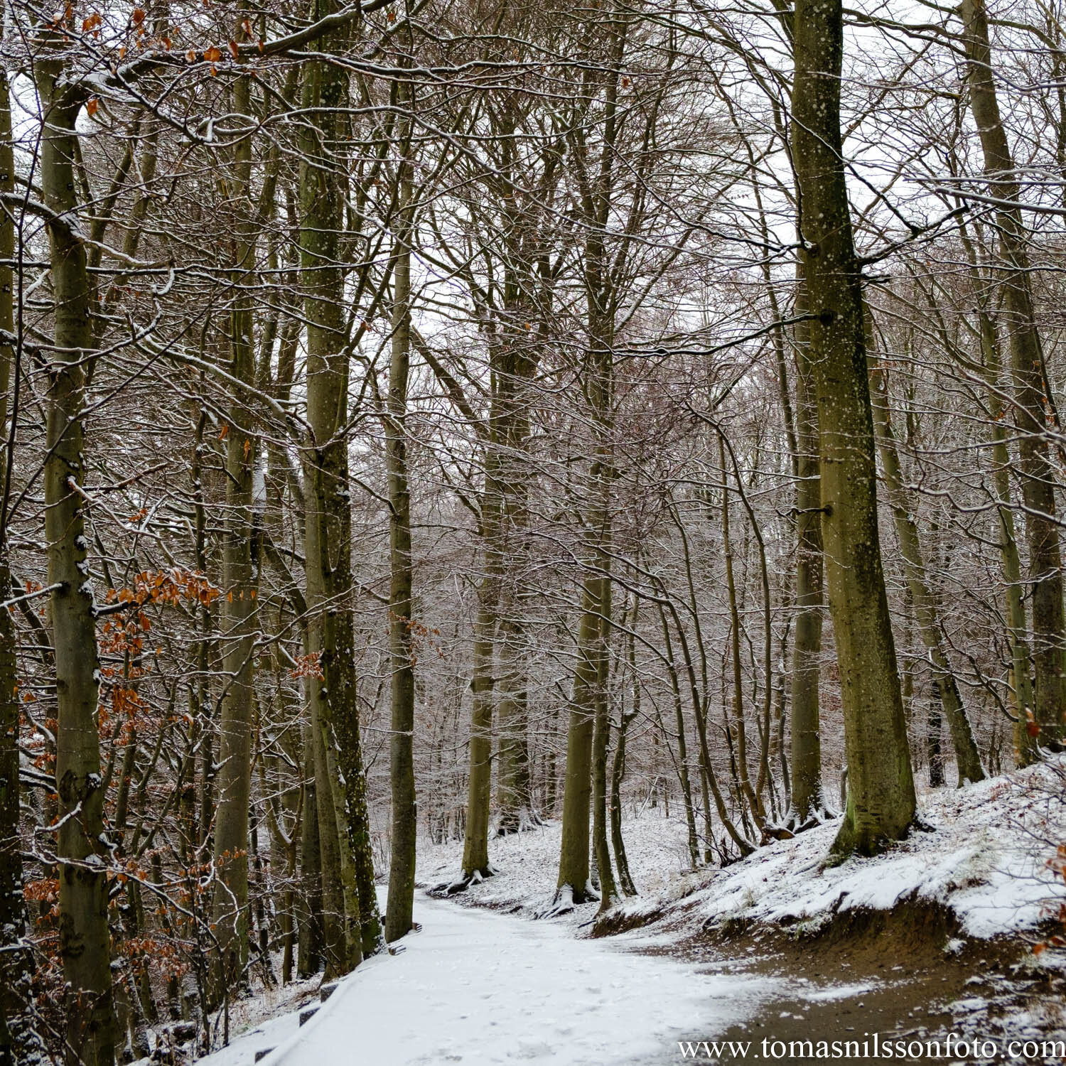 Day 18 - January 18: Winter Trees
