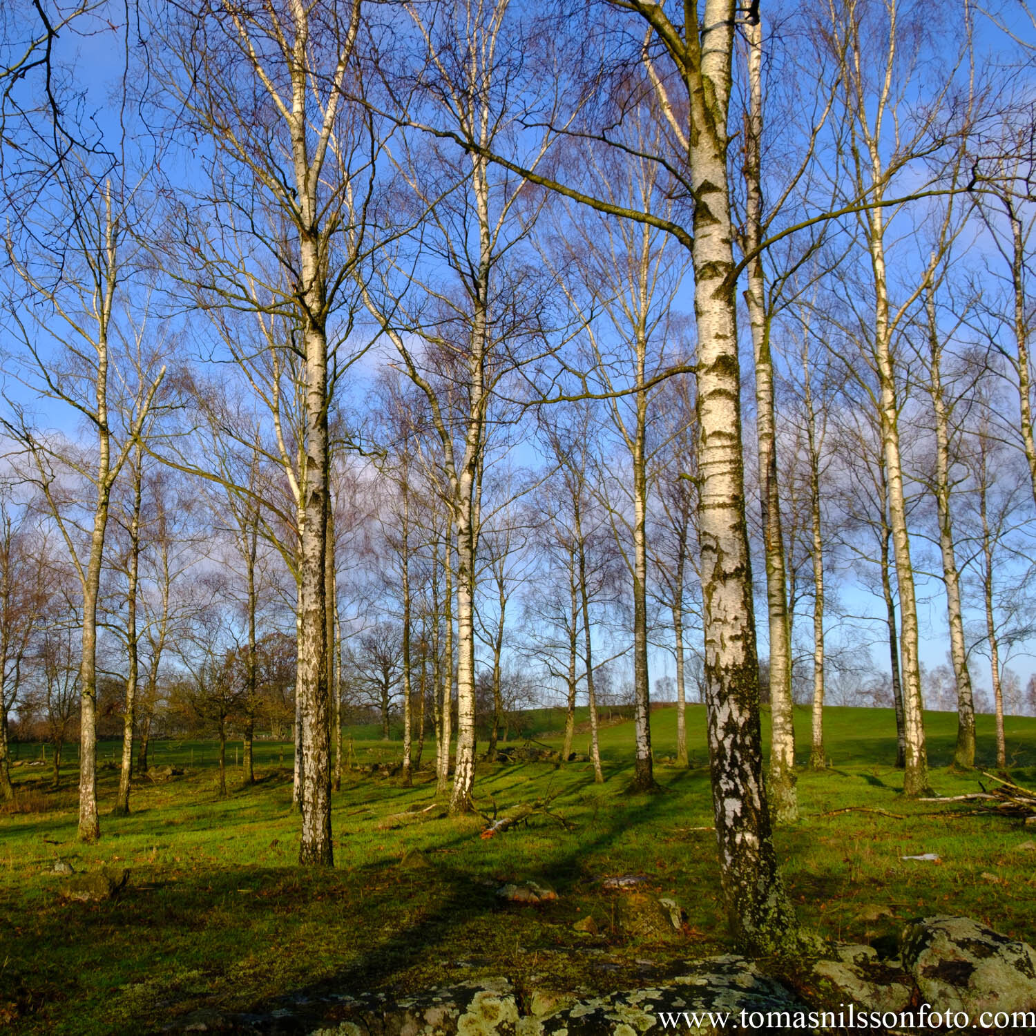 Day 26 - January 26: Birches in the sun