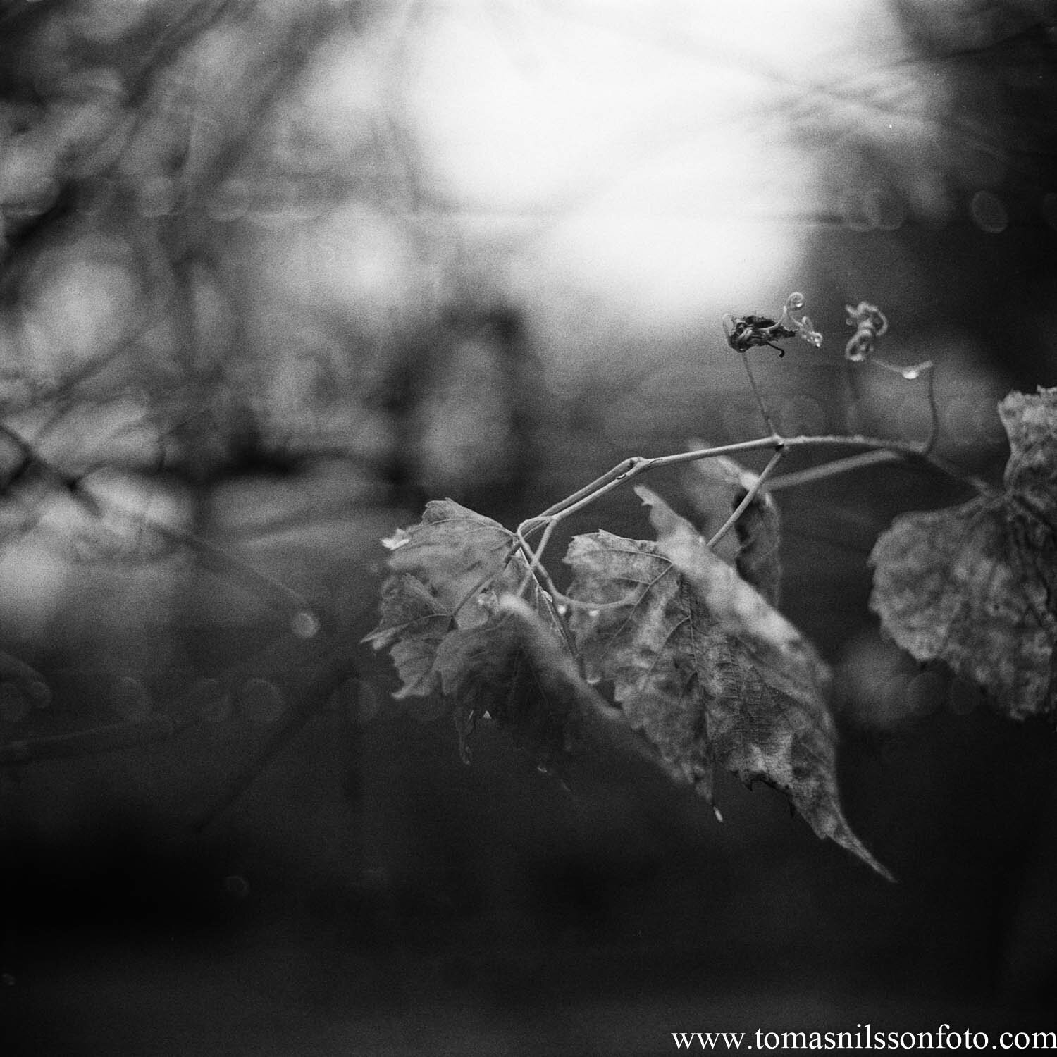 Day 27 - January 27: Leaf in the rain