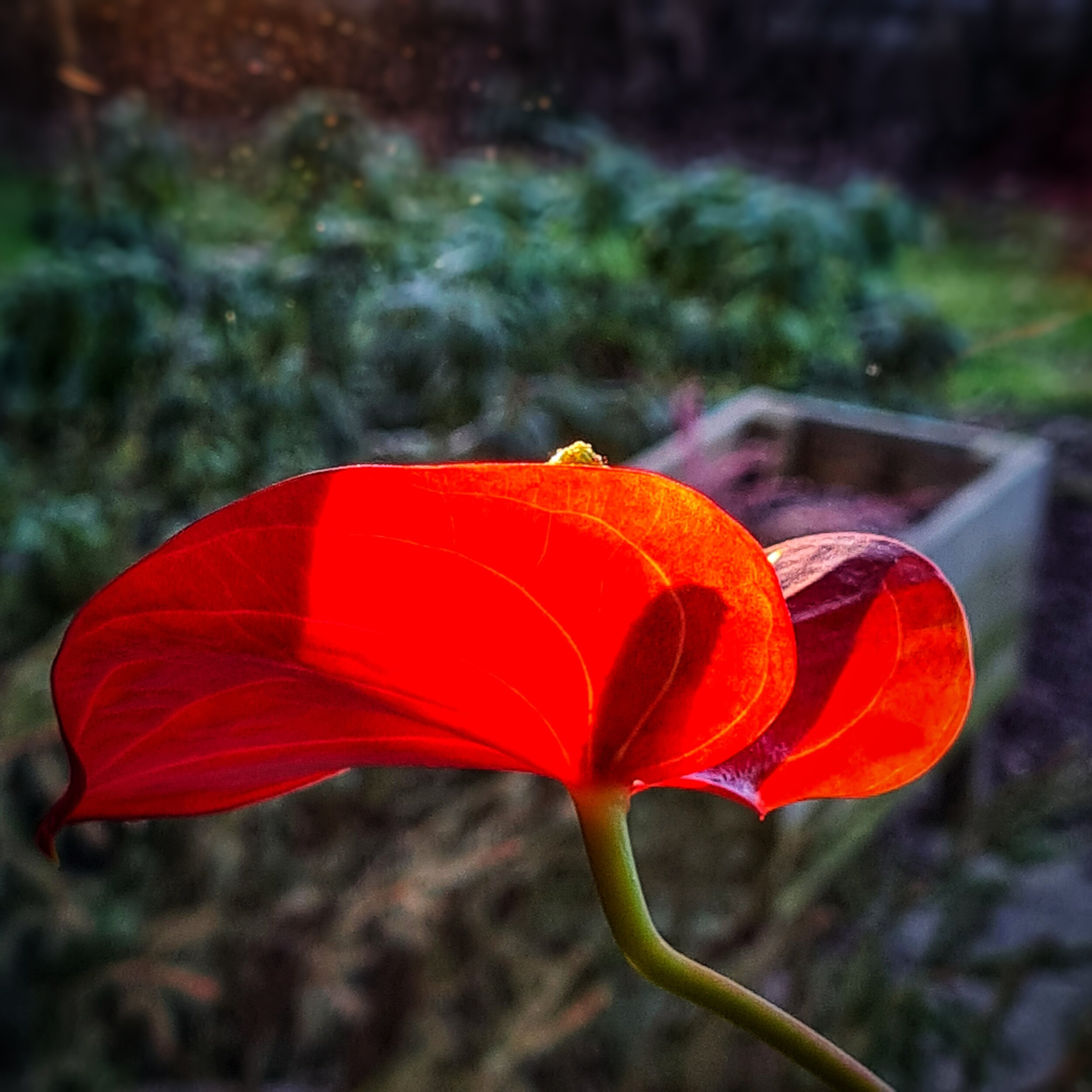 Day 32 - February 1: Red Glow