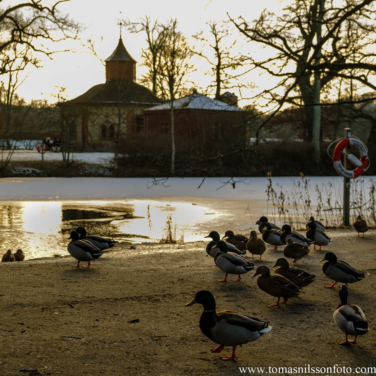 Day 34 - February 3: Ducks at dusk