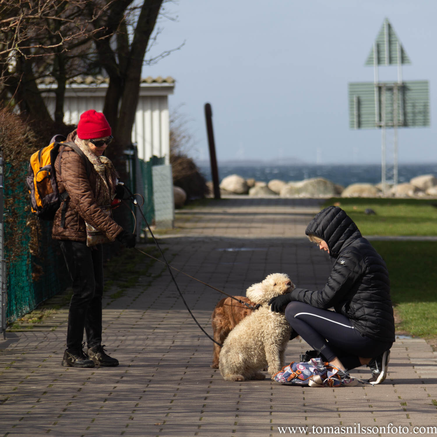 Day 42 - February 11: Archive Deepdive - Dog's Best Friend