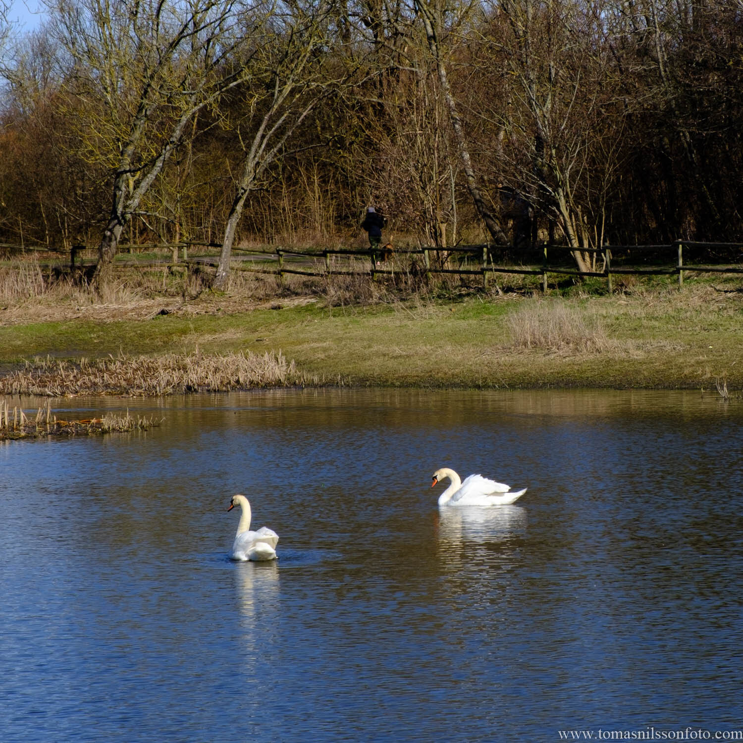 Day 99 - April 9: Swan Lake