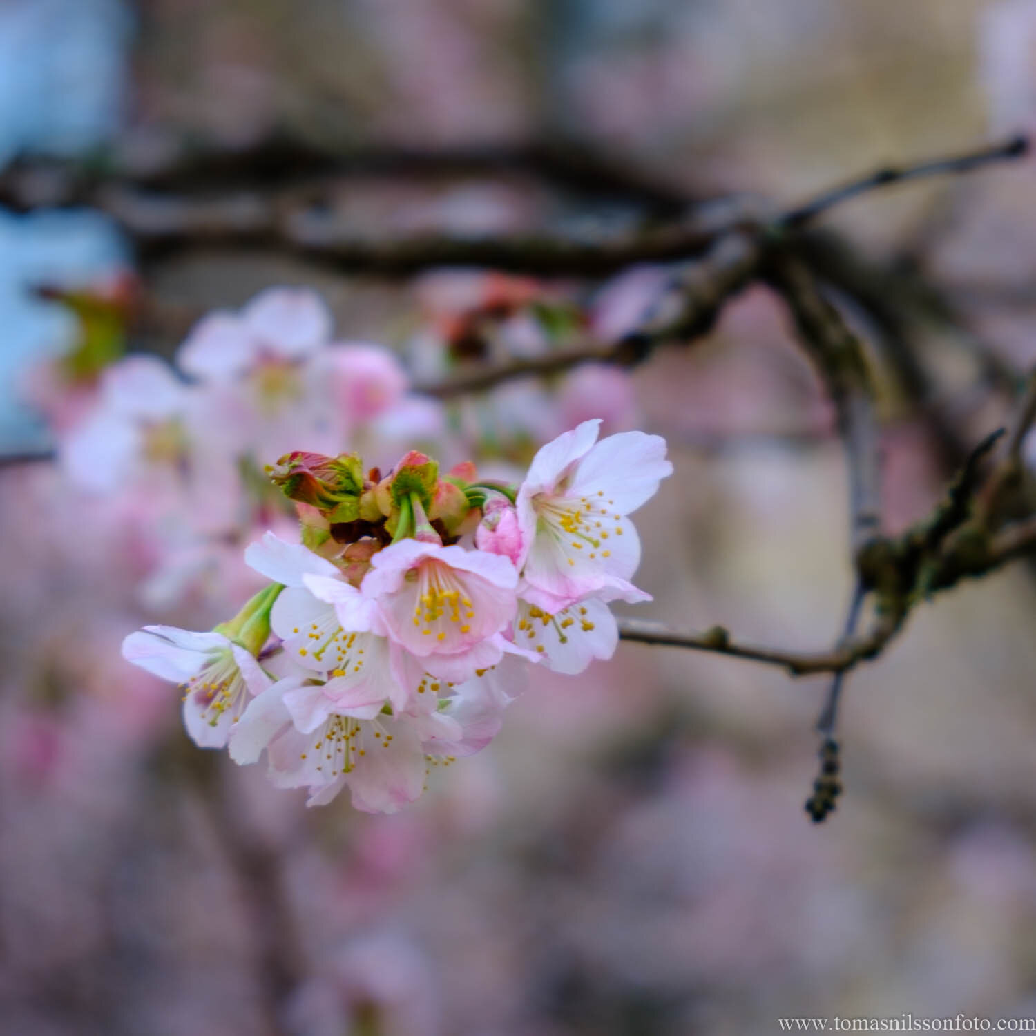 Day 113 - April 23: Japanese Cherry