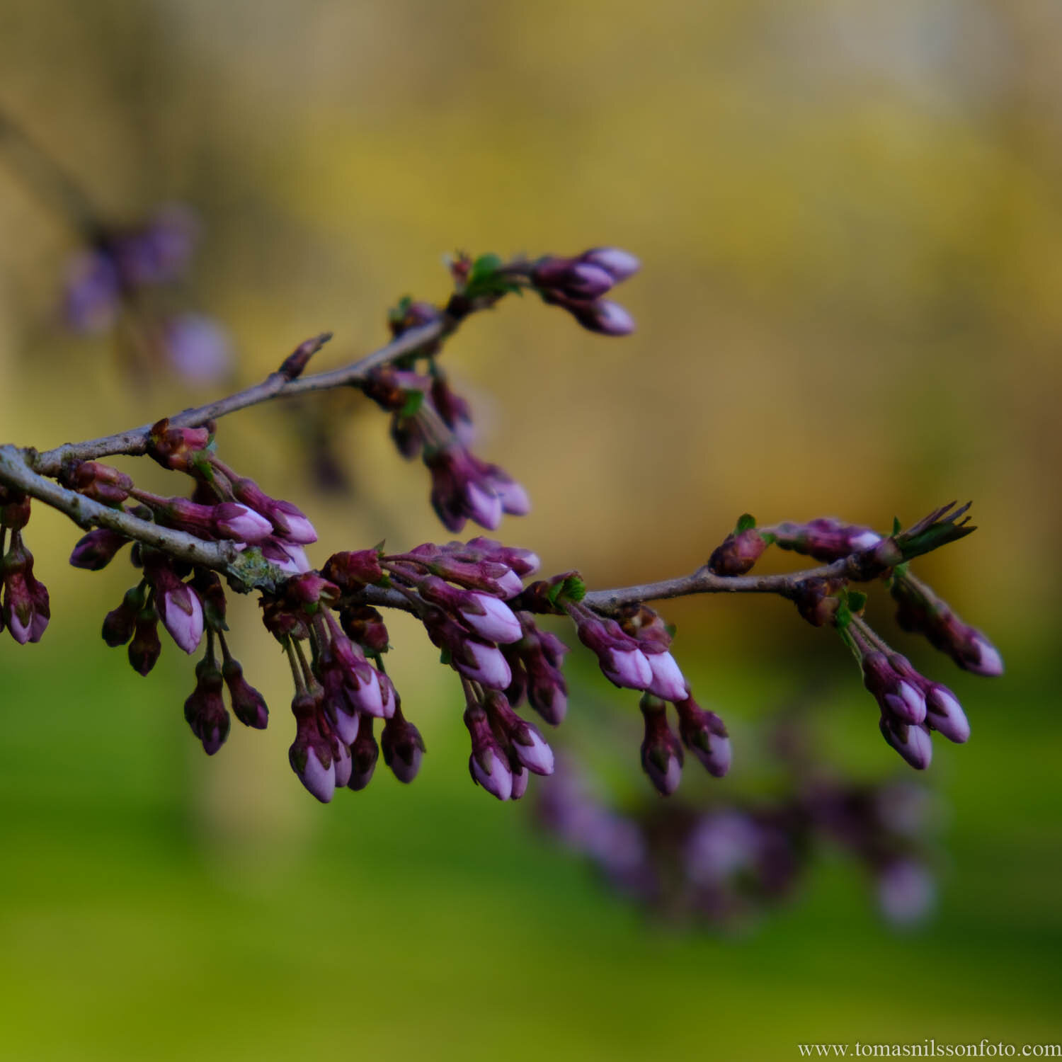 Day 115 - April 25: Purple Buds