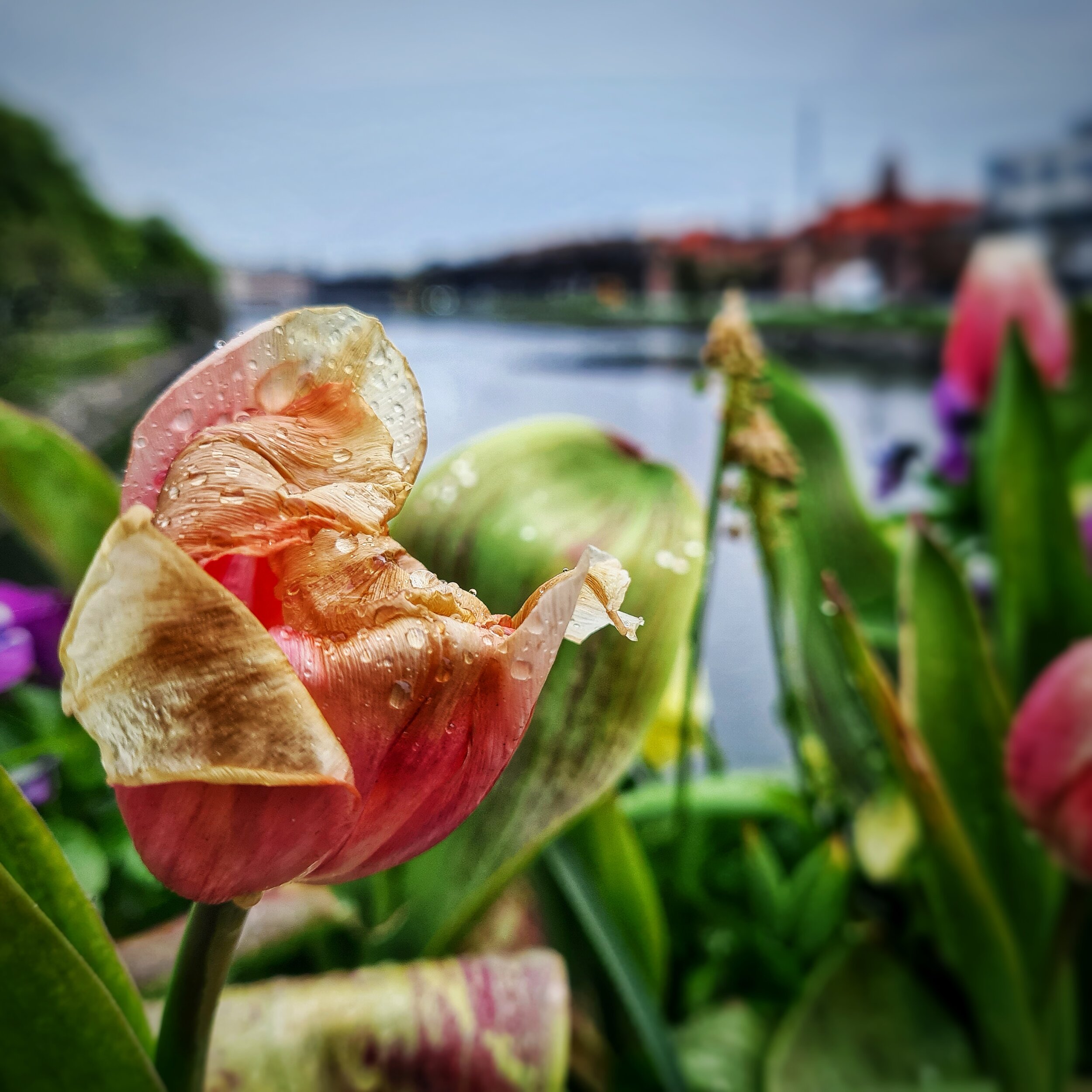 Day 124 - May 4: Wet Tulip